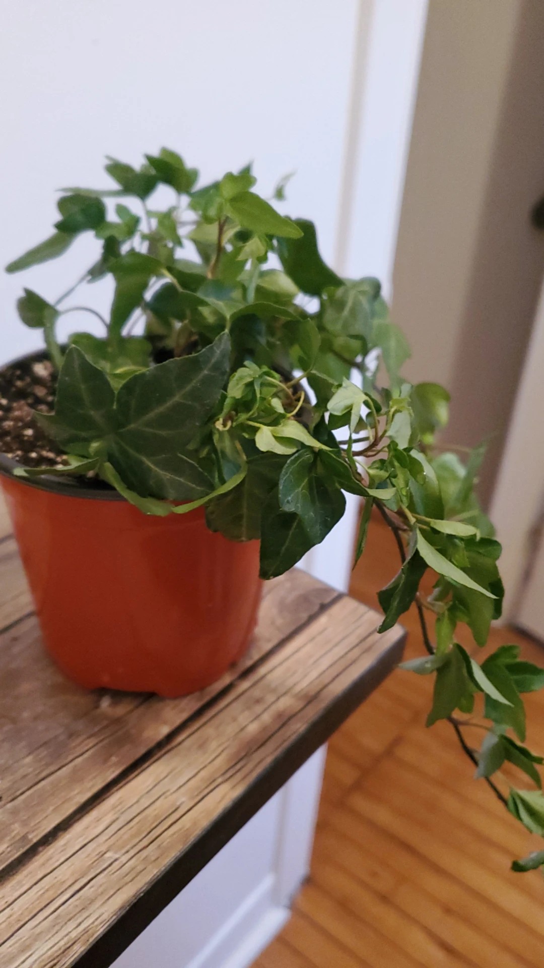 How to Treat Wilting Disease on English ivy?