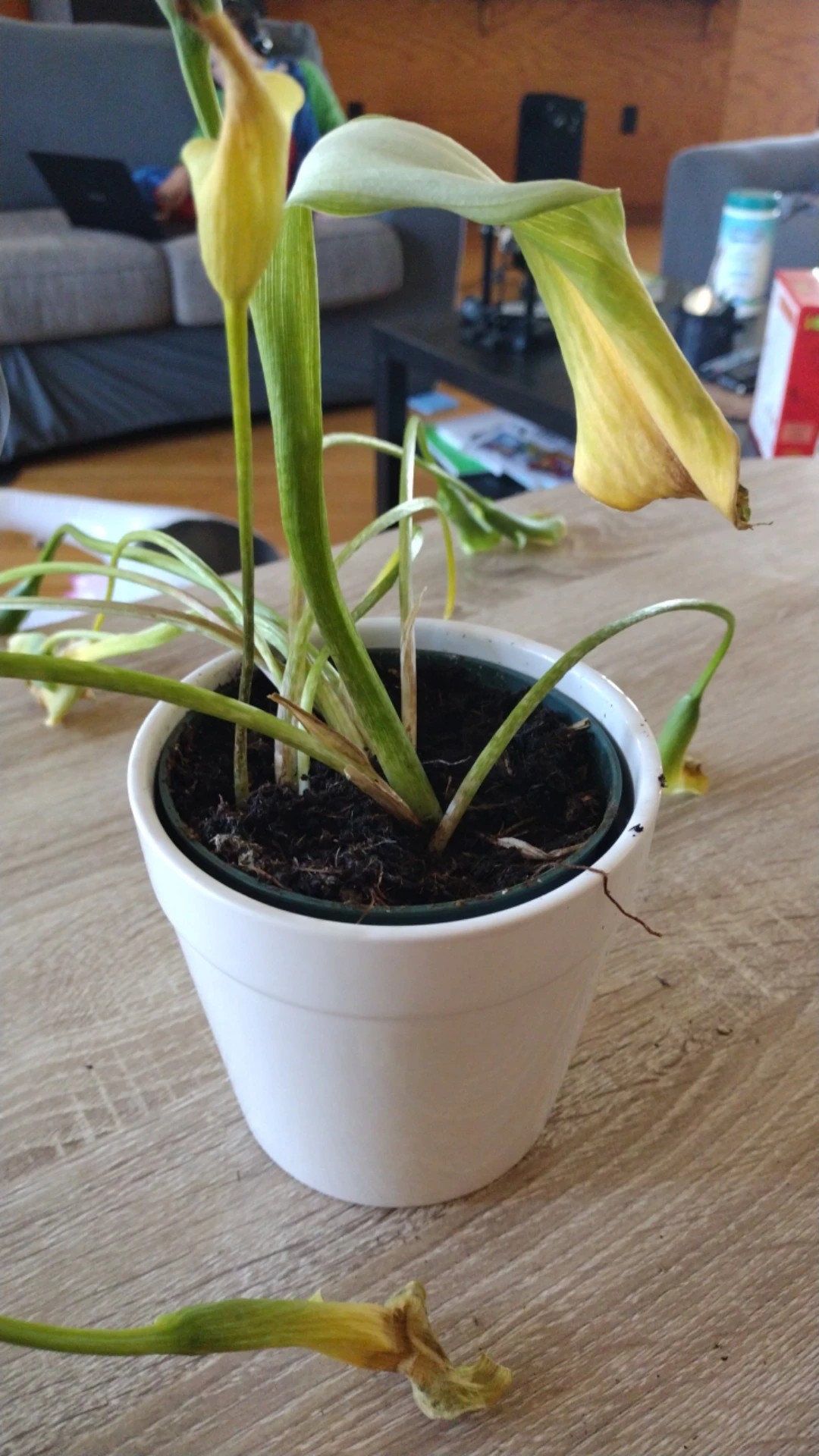 How to Treat Leaf rot Disease on Calla lily?