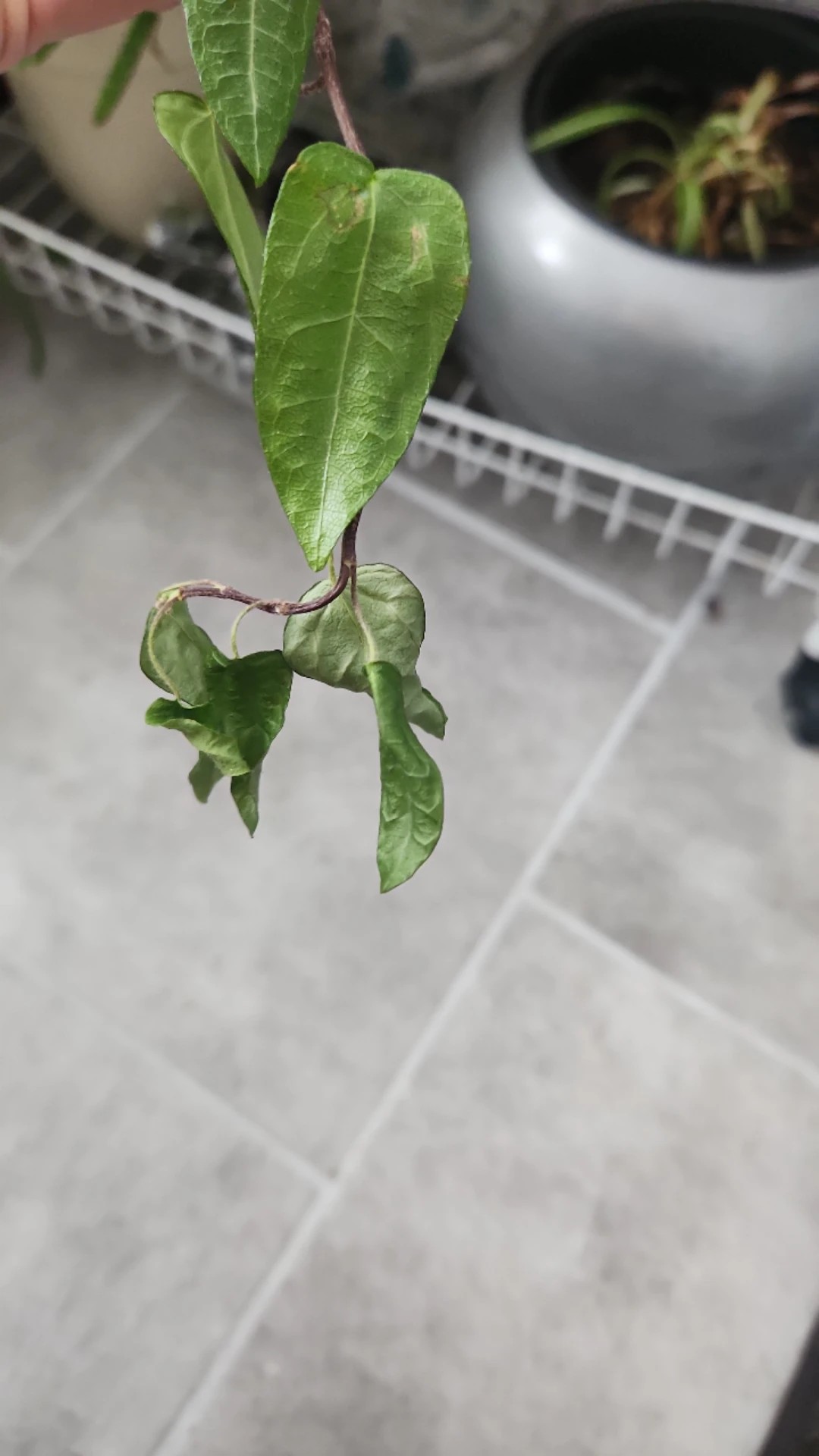 How to Treat Wilting Disease on English ivy?