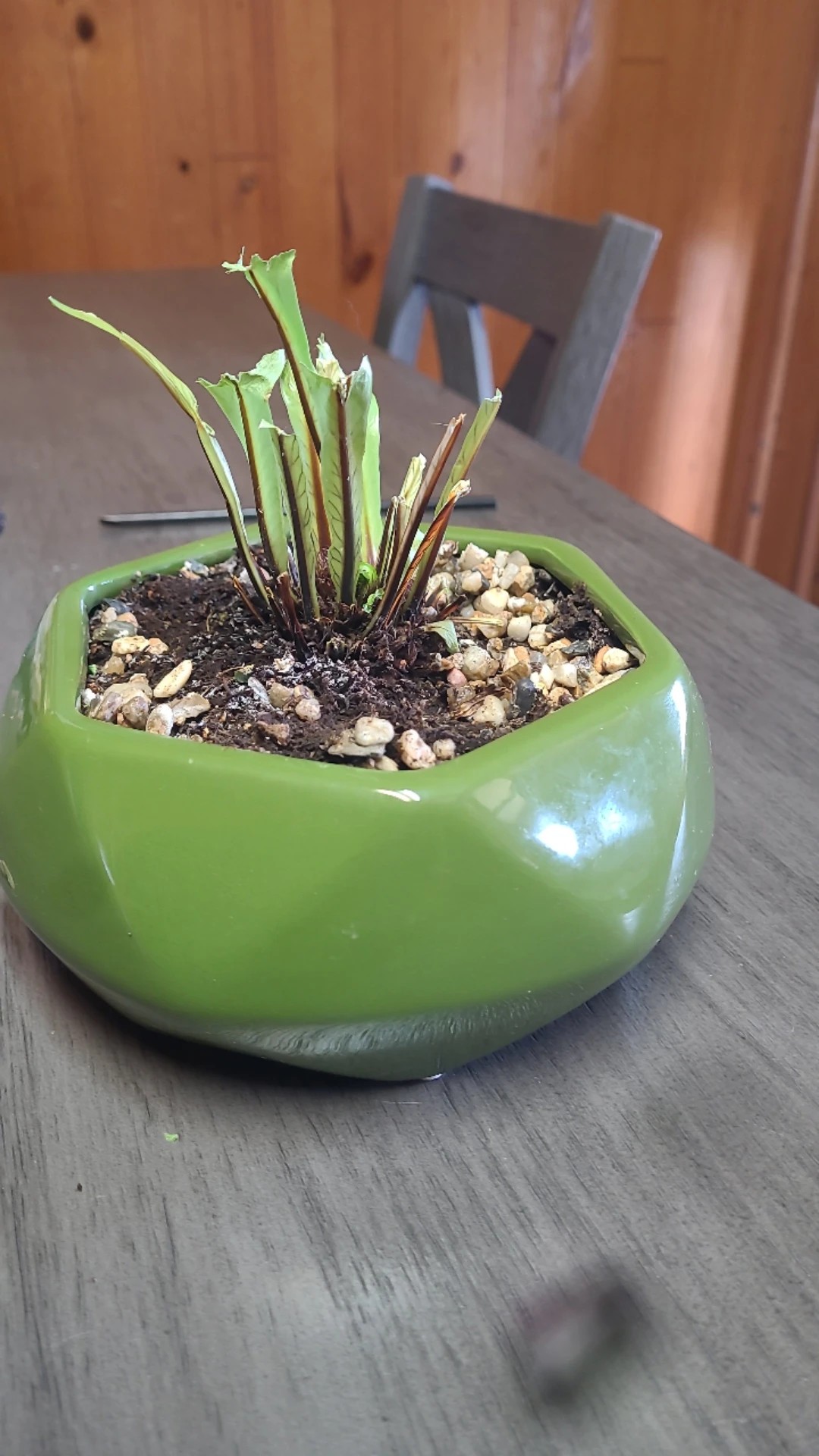 How to Treat Wilting Disease on Bird'snest fern?