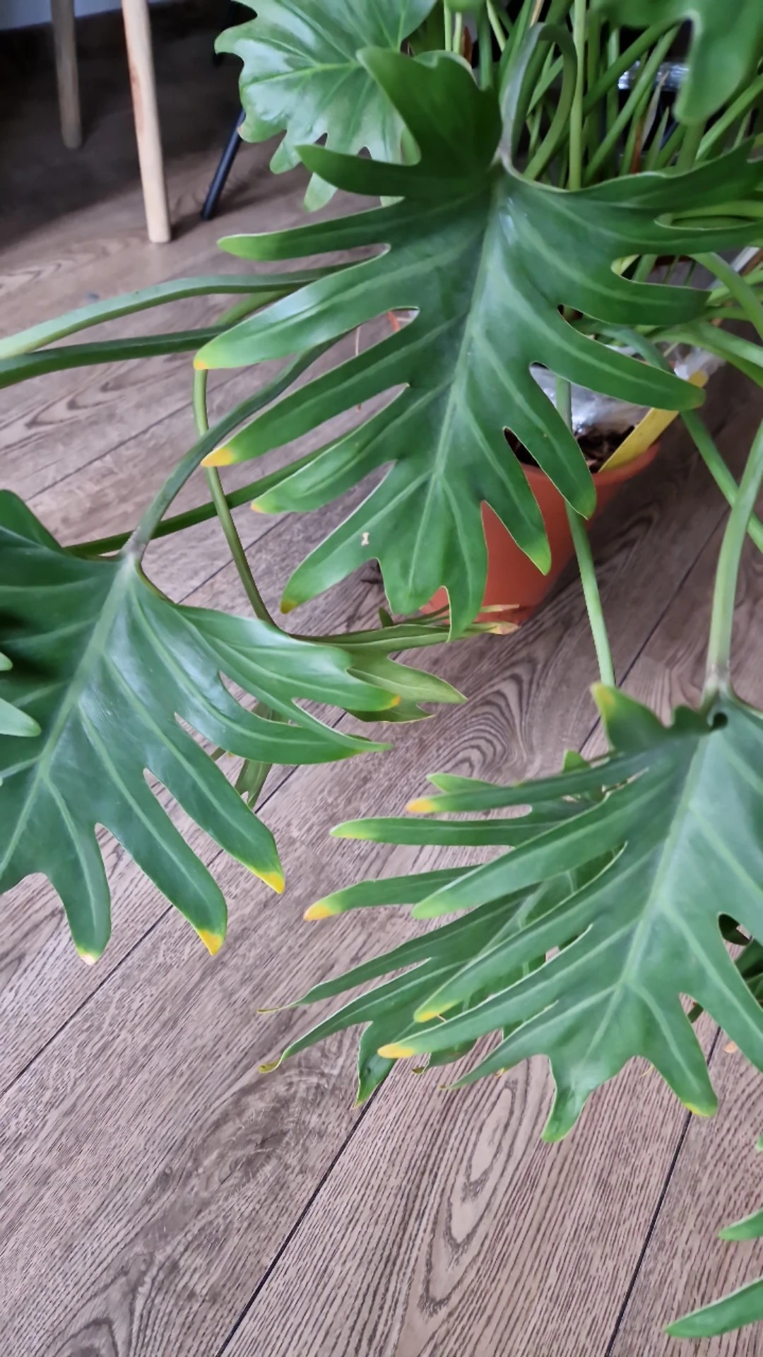 Wie man Philodendron Xanadu anbaut und pflegt