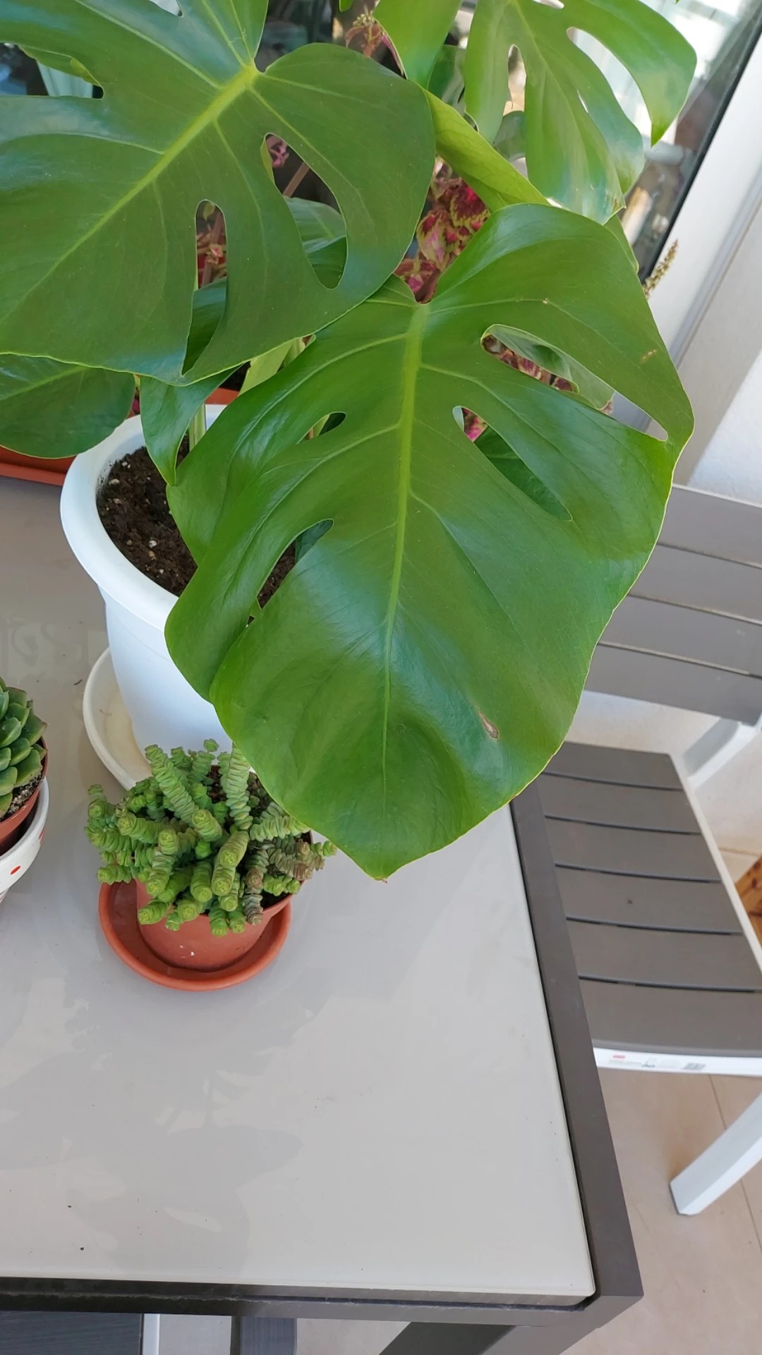 Comment traiter la maladie Tache noire pour Monstera ?