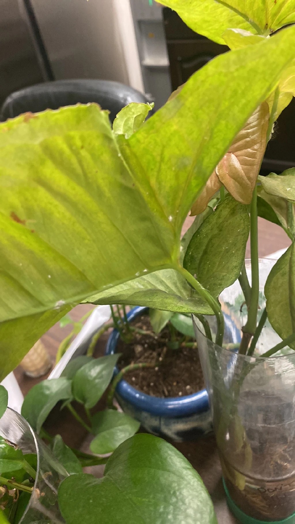 How to Treat Brown blotch Disease on Arrowhead plant?