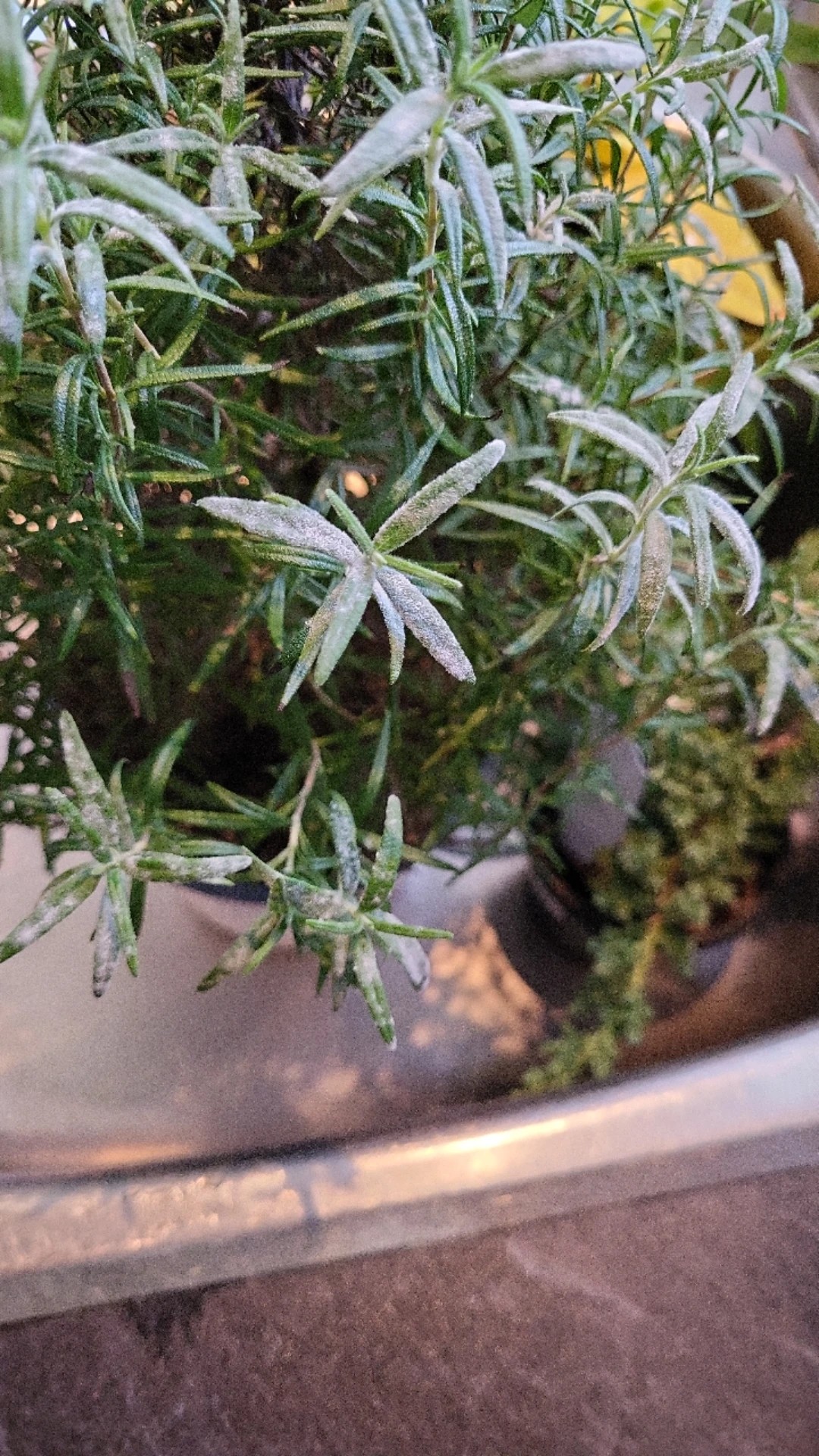 How to Treat Powdery mildew Disease on Rosemary?