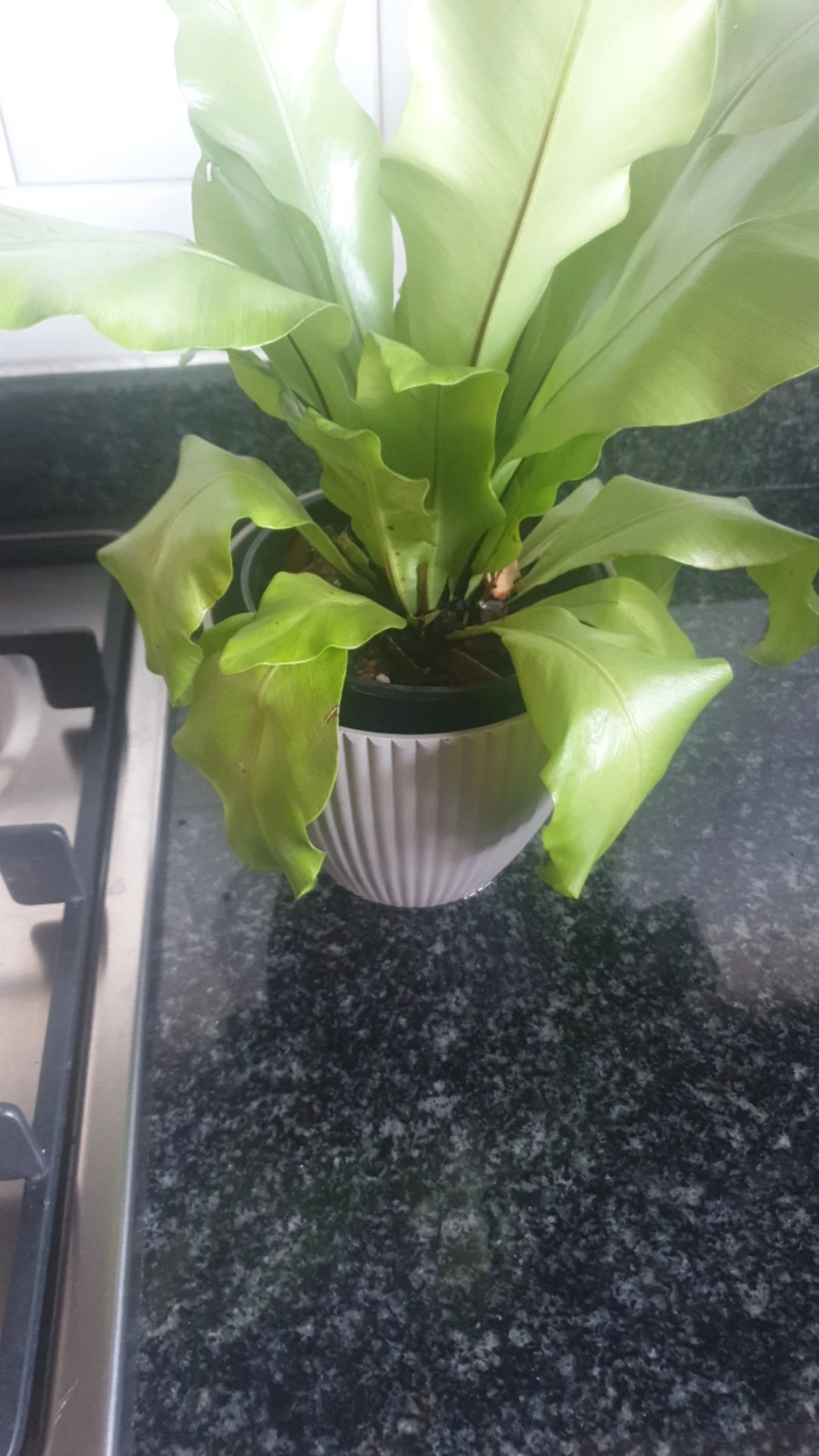 How to Treat Wilting Disease on Bird's-nest fern?