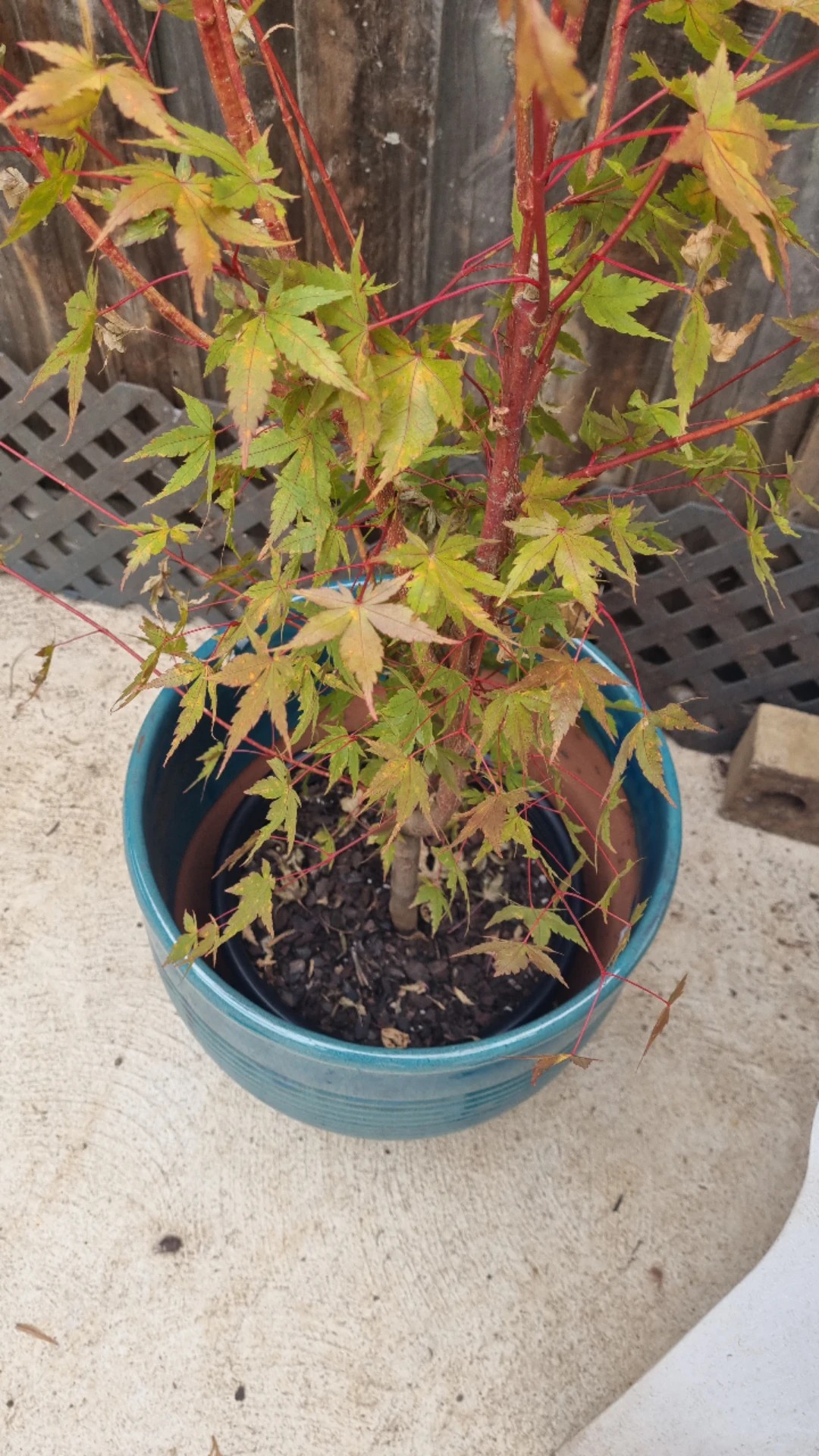 モミジの葉 赤と黄色 乾燥 モミジの葉 赤と黄色 乾燥