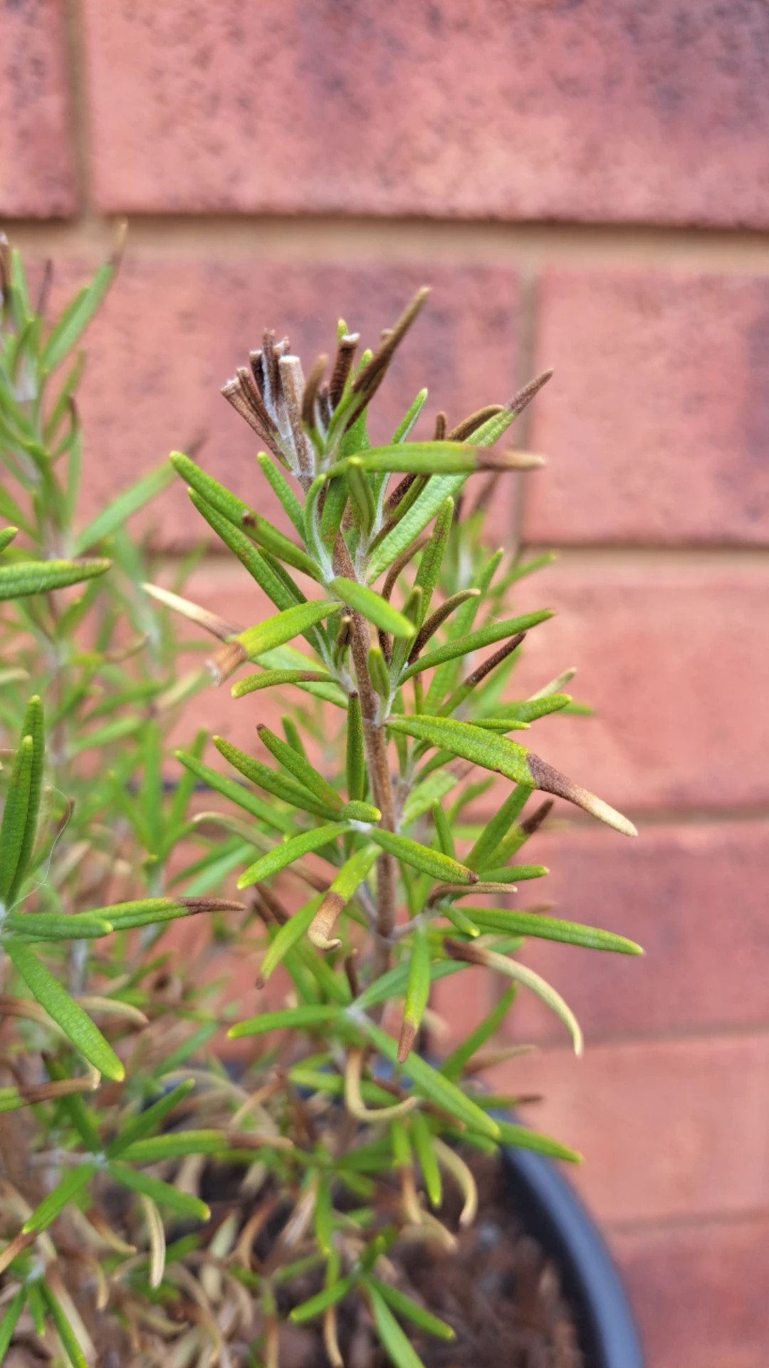 How to Treat Leaf blight Disease on Rosemary?