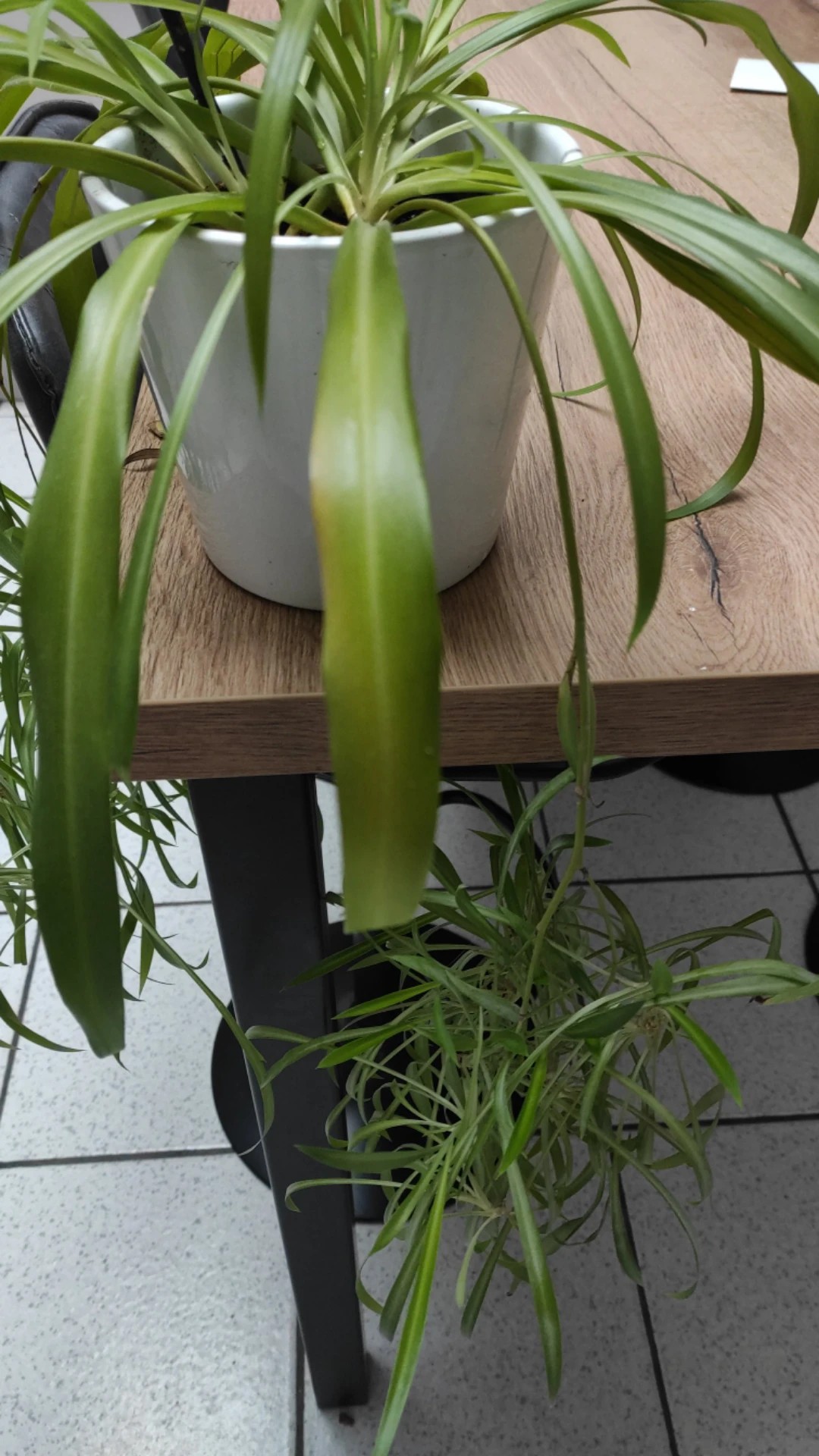 monstera thai toom GIANT Thai constellation monstera *NAPA PICK UP OR DELIVERY ONLY*