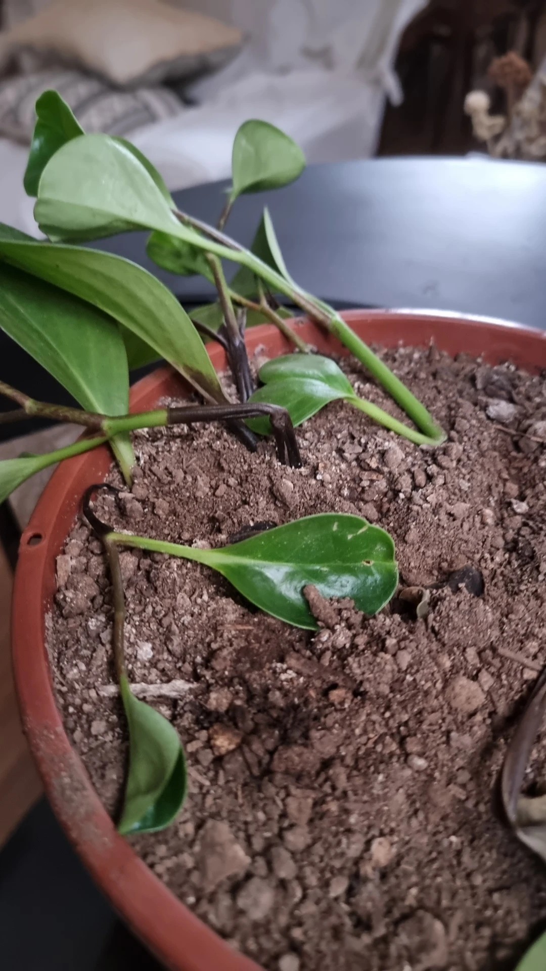 How to Treat Black blotch Disease on Baby rubber plant?