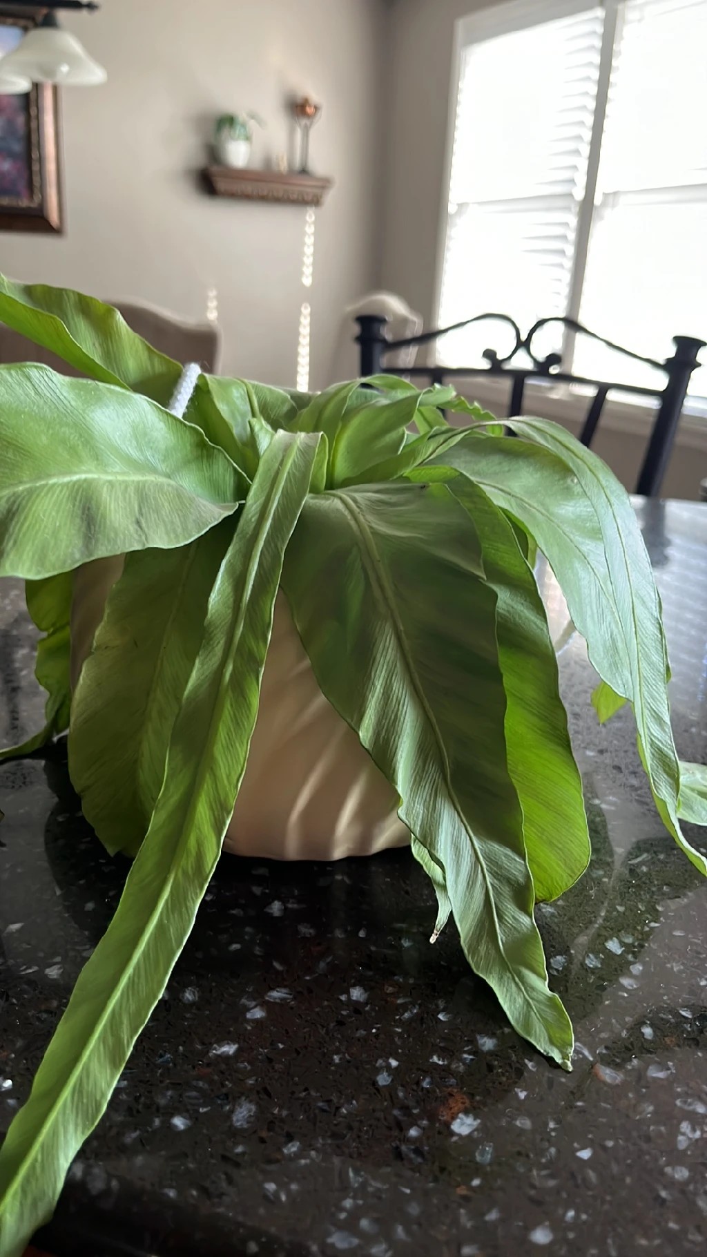 How to Treat Wilting Disease on Bird'snest fern?