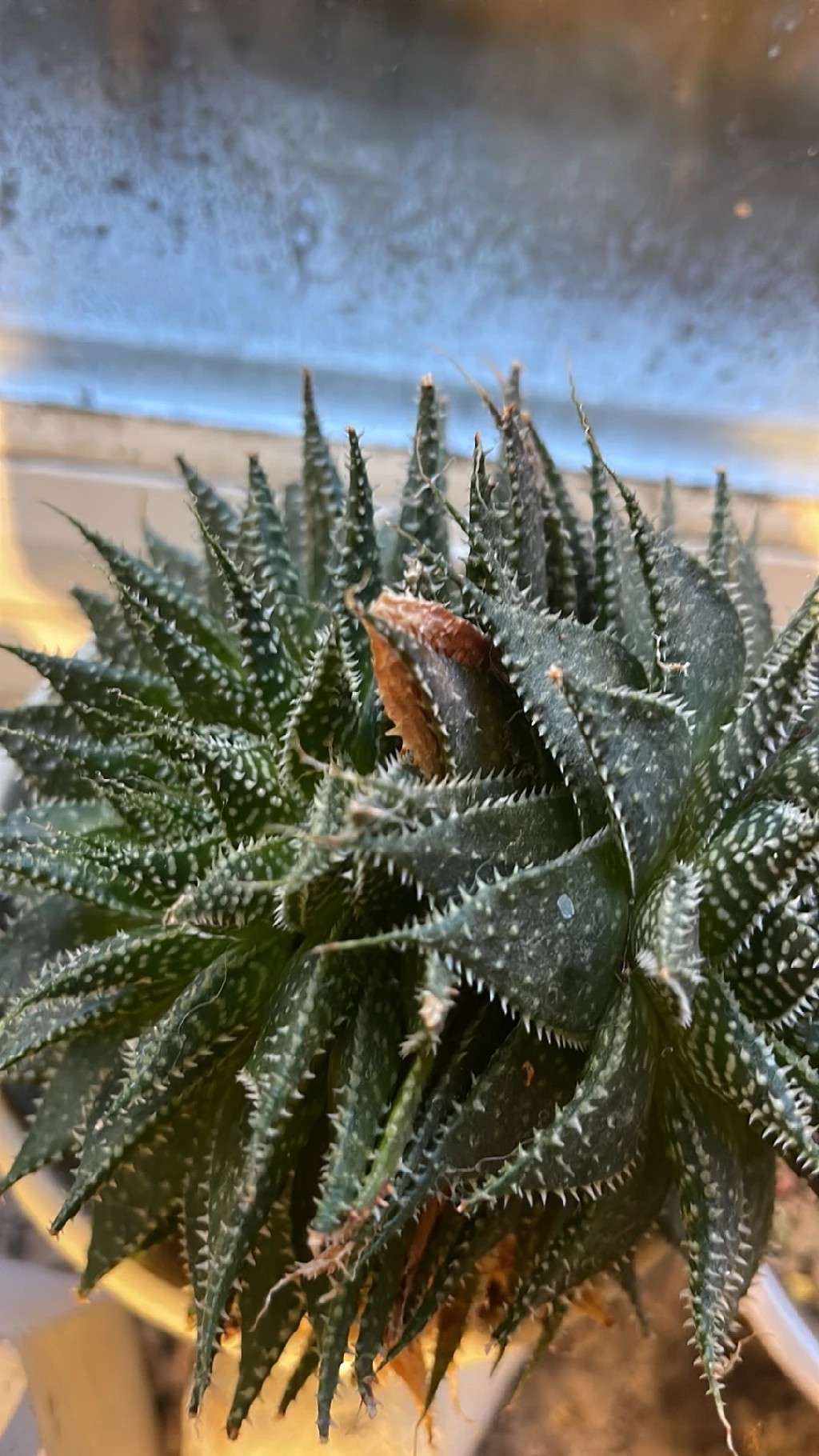 How to Grow and Care for Guinea-fowl aloe