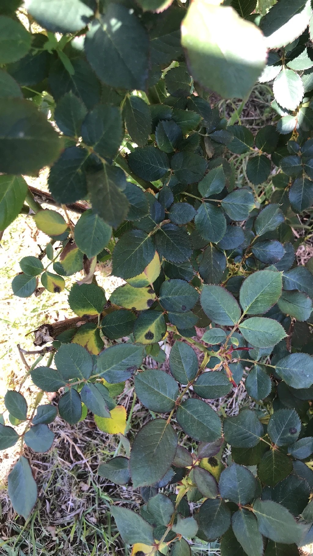 Wie behandelt man die Krankheit Schwarze Flecken bei ChinaRose?