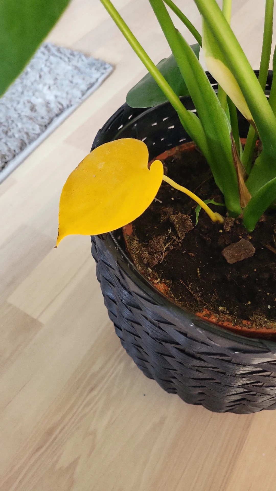 Comment Traiter La Maladie Thrips Pour Monstera comment-traiter-la-maladie-thrips-pour-monstera