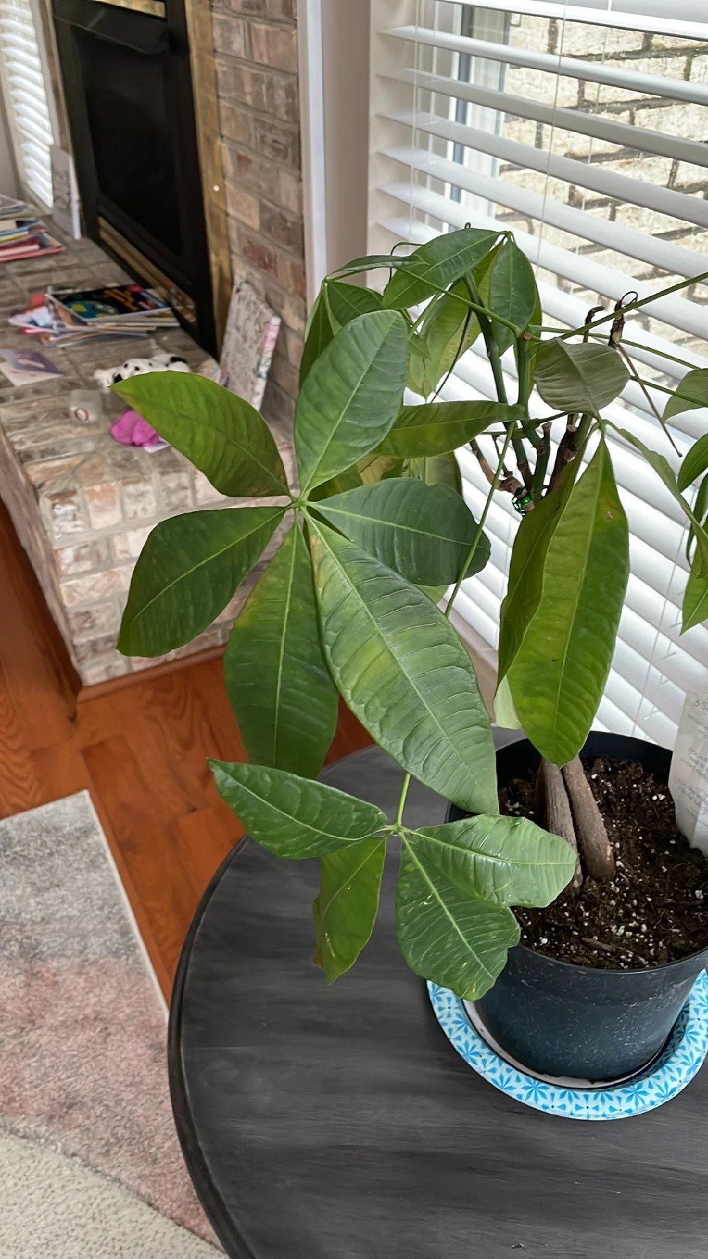 How to Treat Wilting Disease on Money tree?
