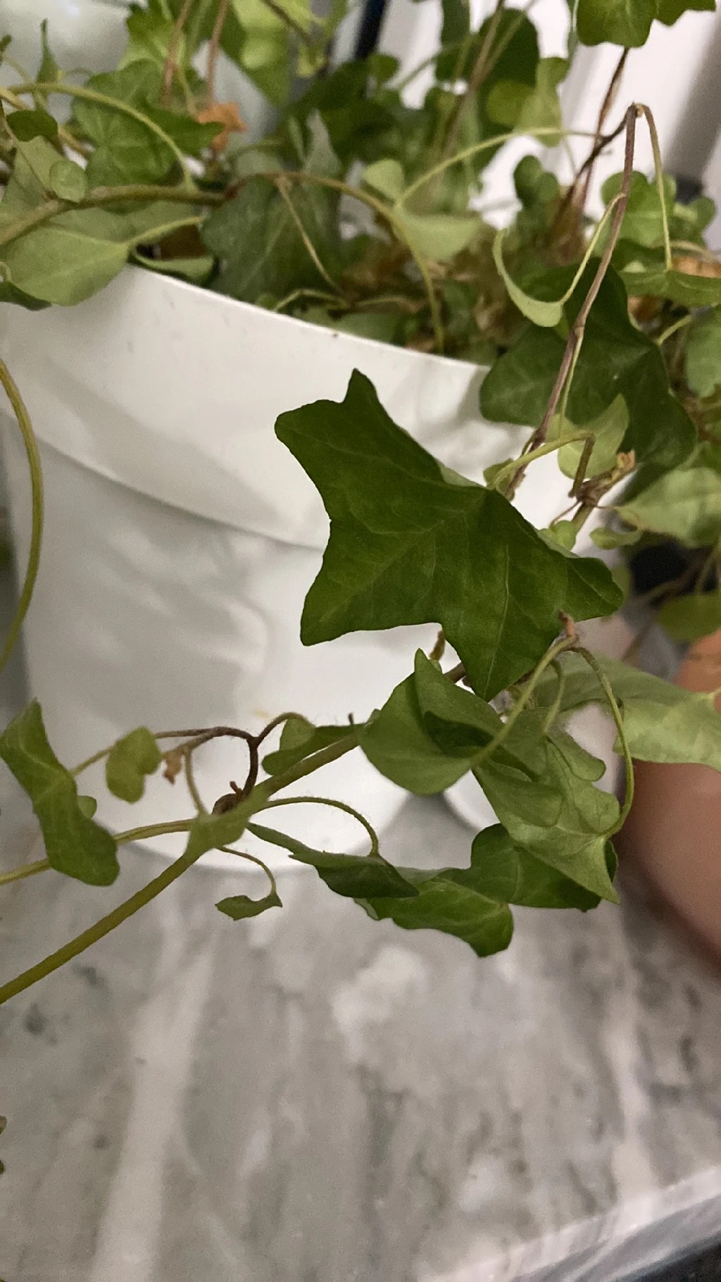 How to Treat Wilting Disease on English ivy?
