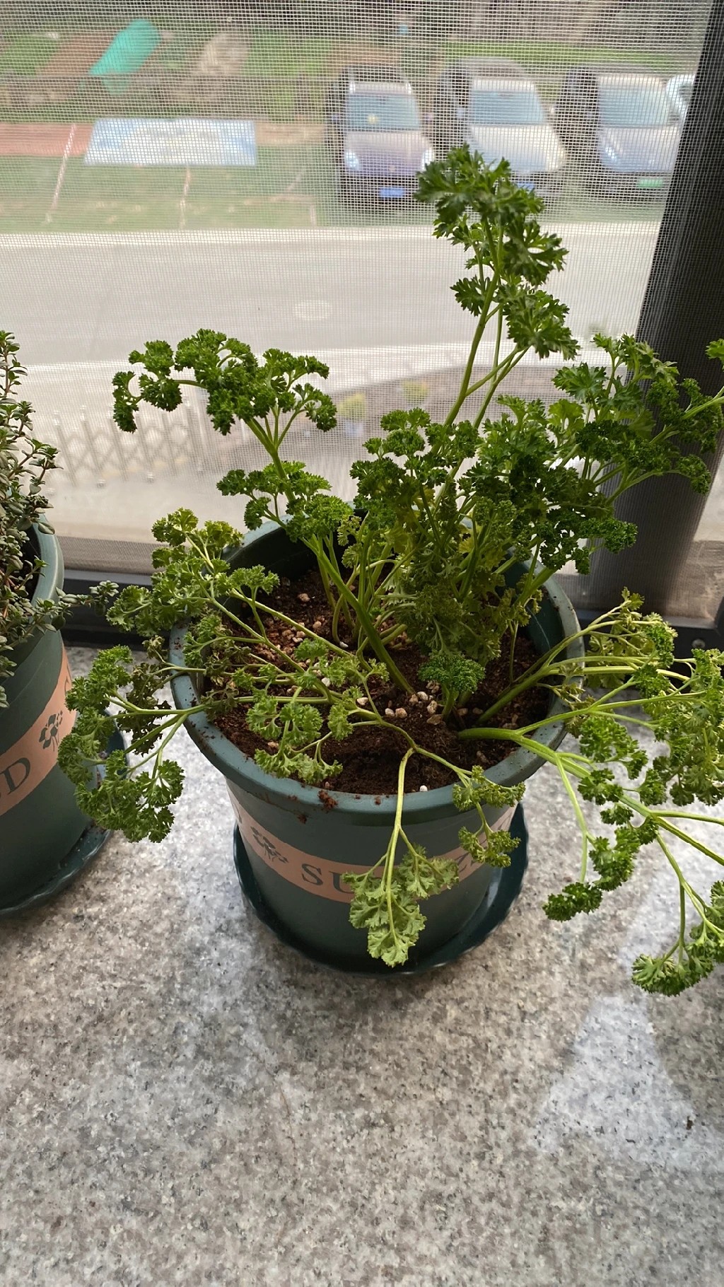 How to Treat Wilting Disease on Parsley?