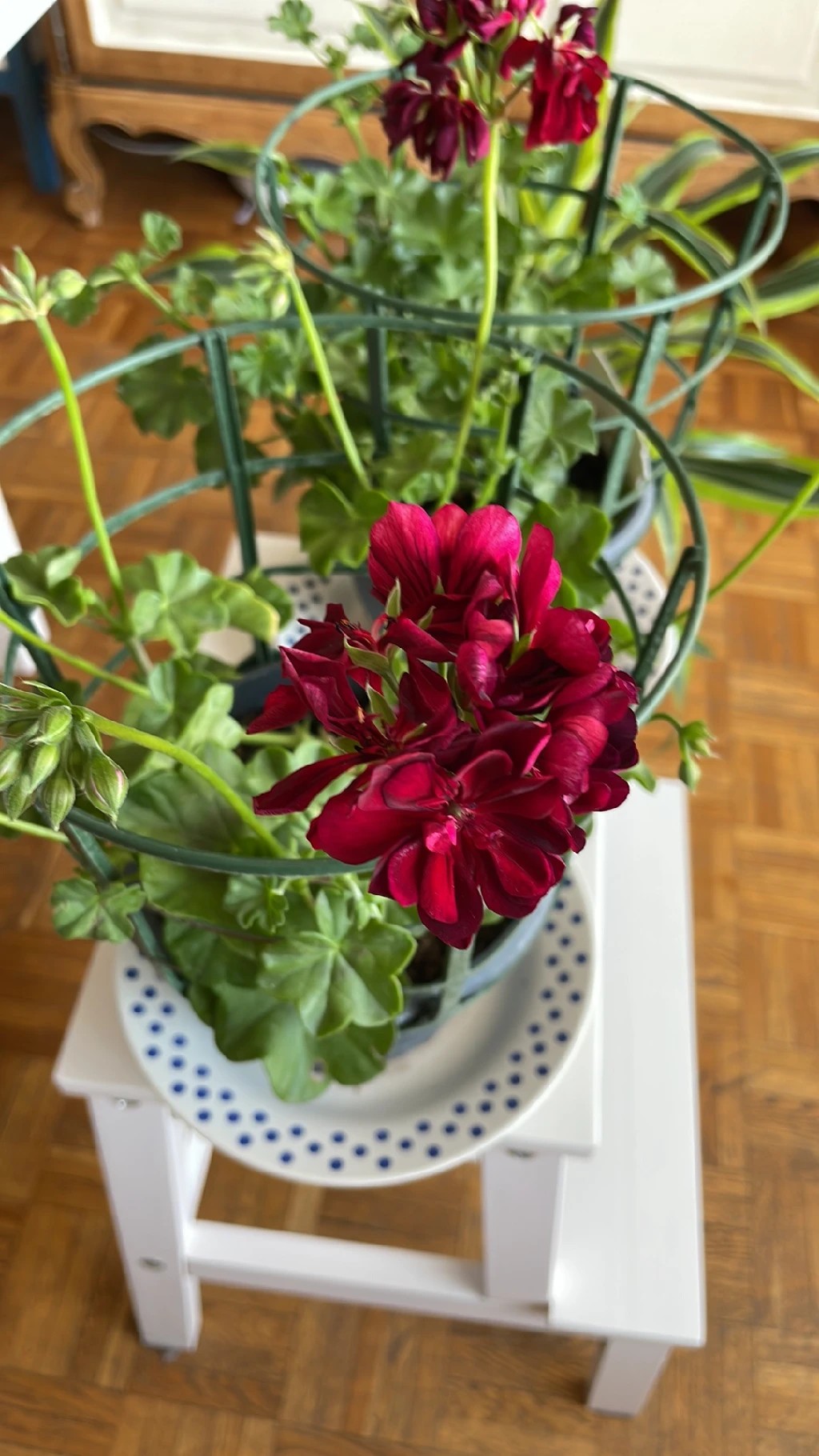 How to Treat flower wilting Disease on Ivy geranium?