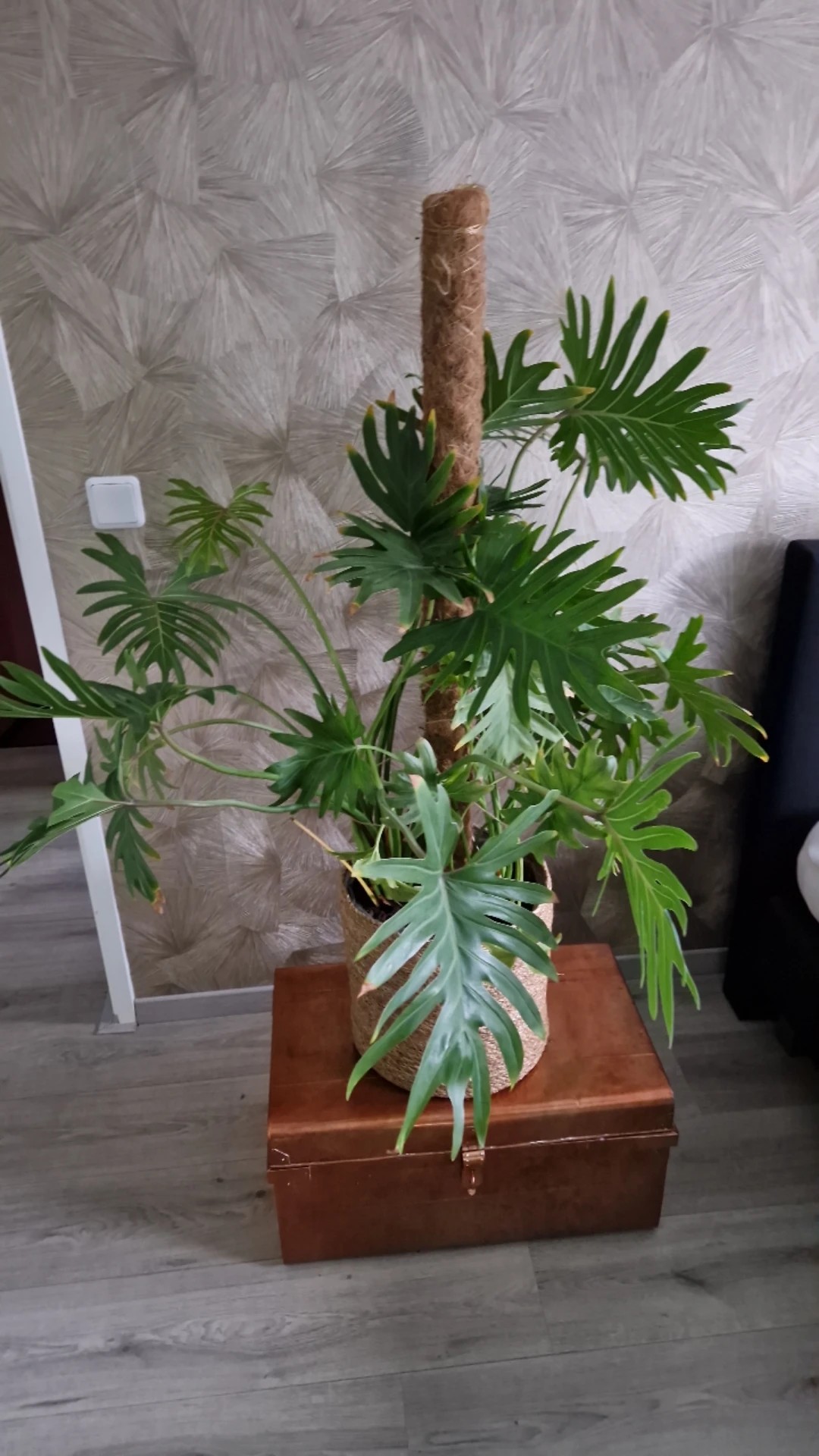 Wie man Philodendron Xanadu anbaut und pflegt