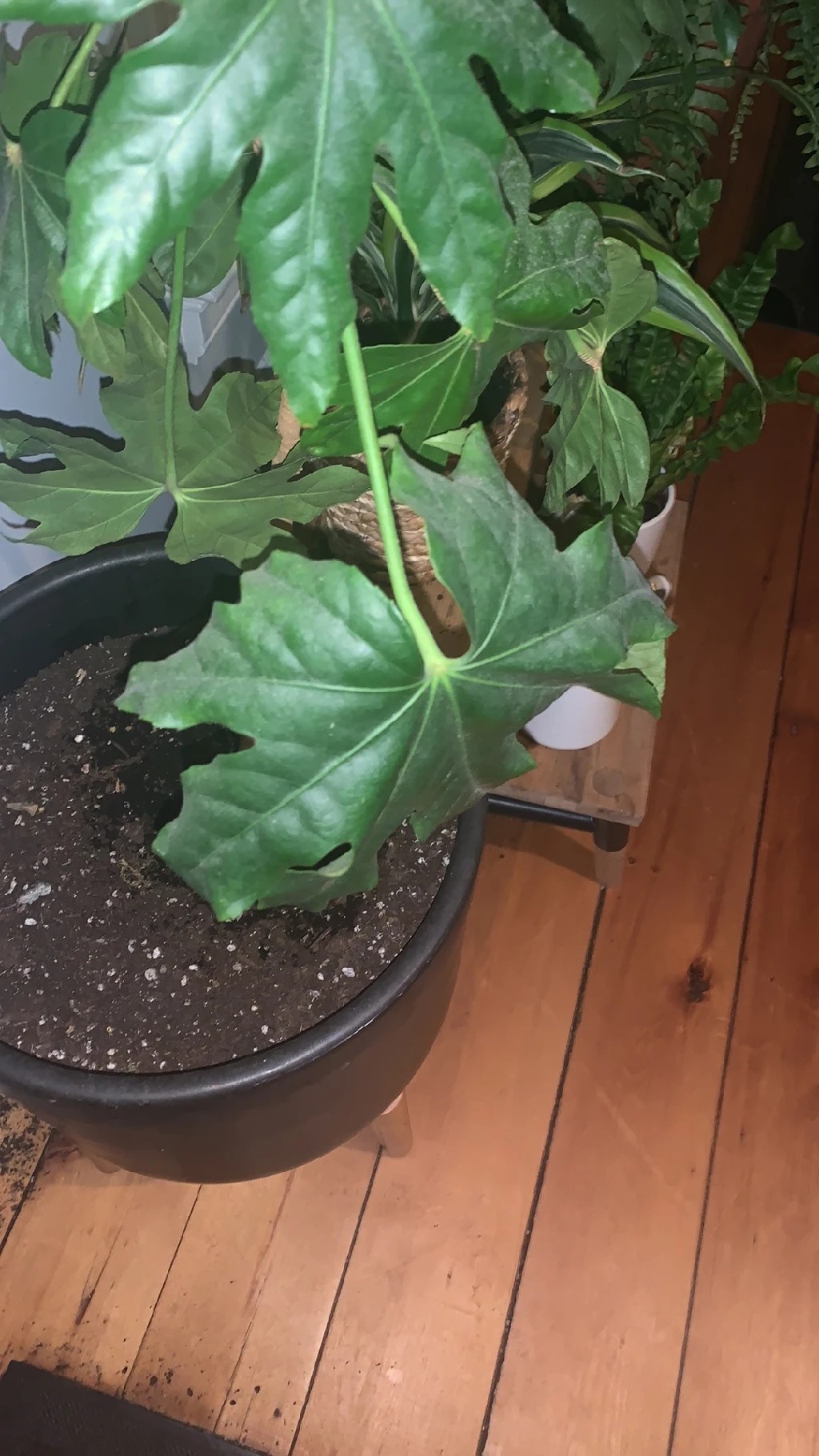 ❺    3年もの     ヤツデ      自家栽培     元気にすくすく ➄ 3年もの ヤツデ 自家栽培 元気にすくすく ➀ 3年もの ヤツデ 自家