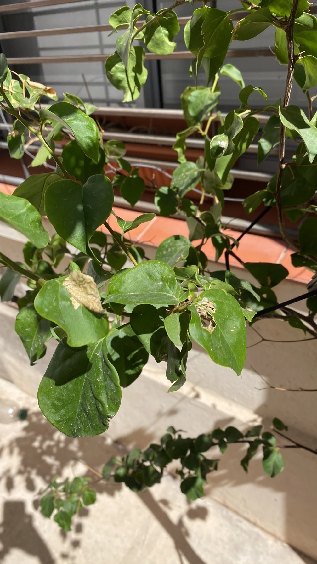 How to Treat Wilting Disease on Great bougainvillea?