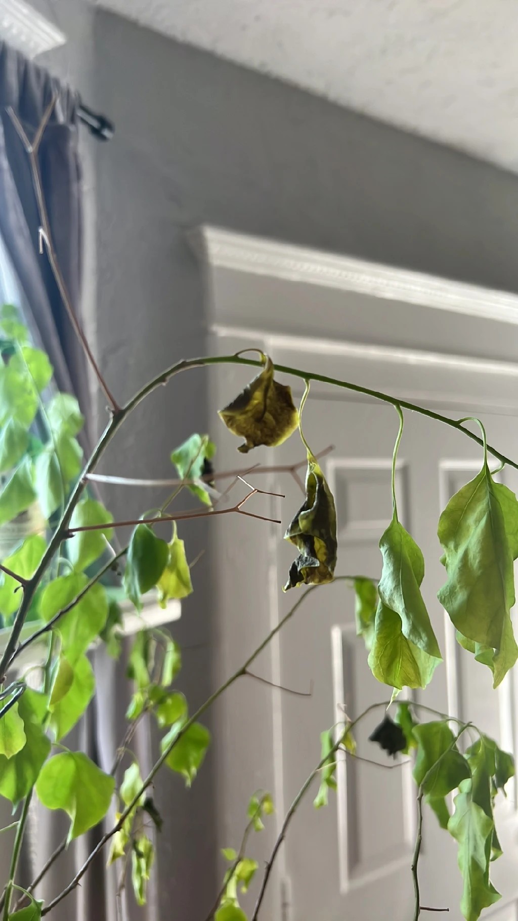 How to Treat Wilting Disease on Great bougainvillea?