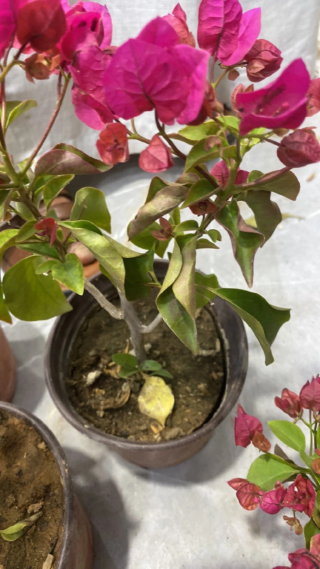 How to Treat Wilting Disease on Great bougainvillea?