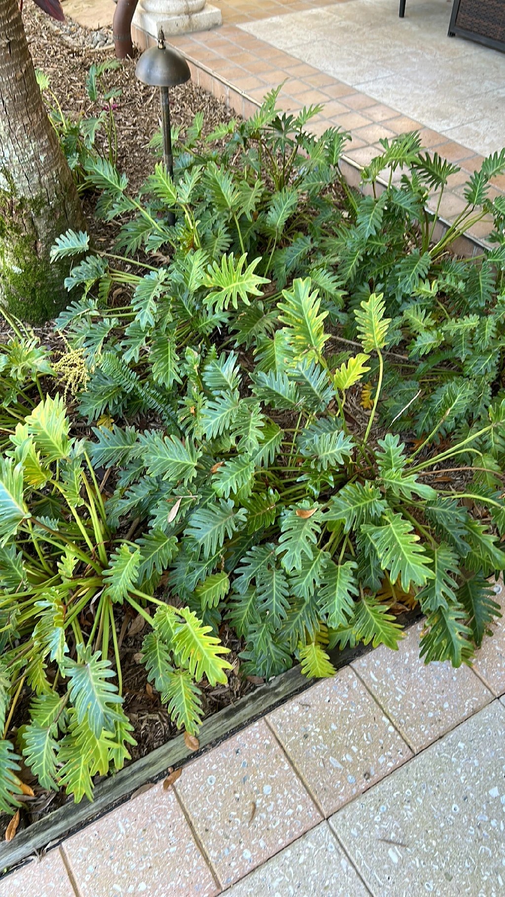 How to Grow and Care for Xanadu