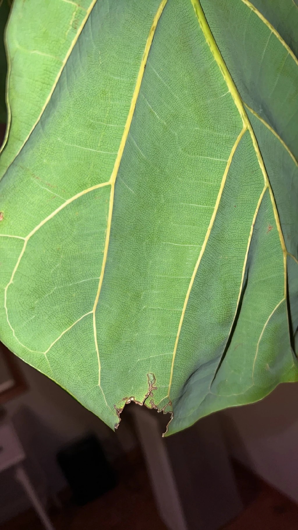 How to Treat Caterpillars Disease on Fiddle-leaf fig?