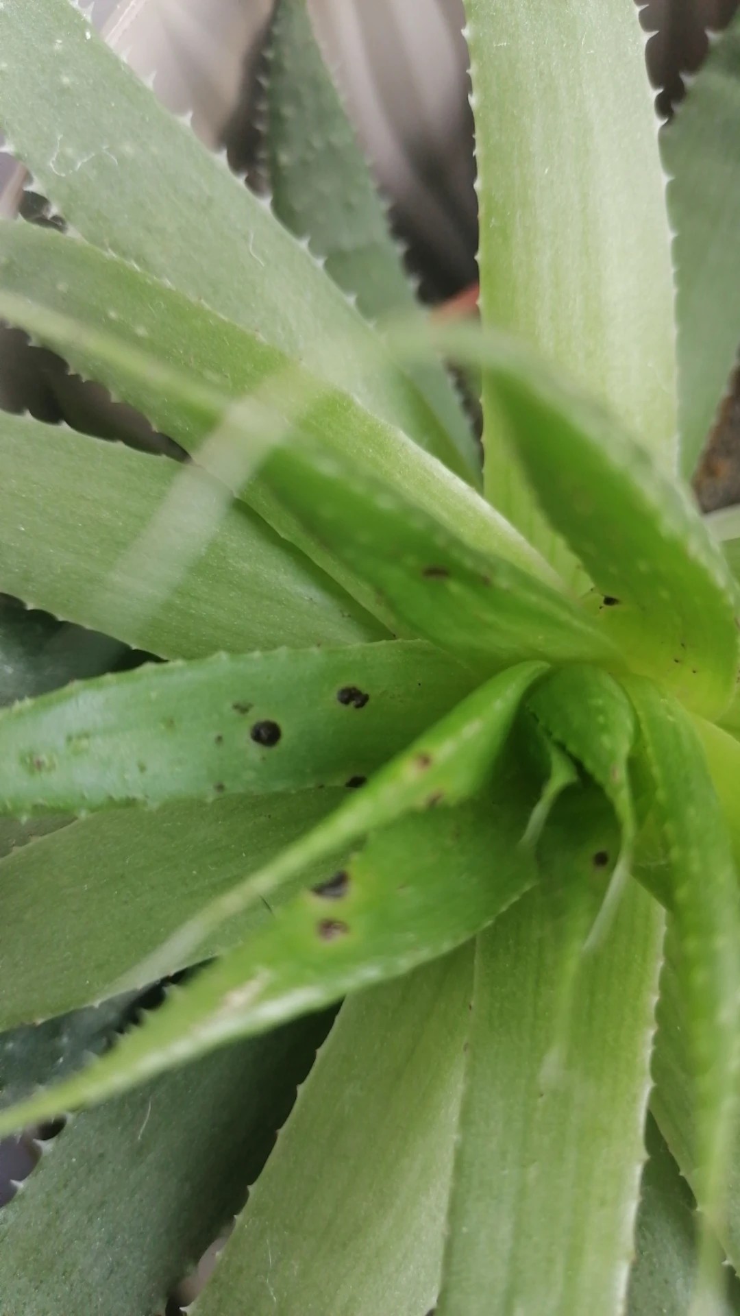 aloe vera lanzaloe Aloe Vera Saft main image 1