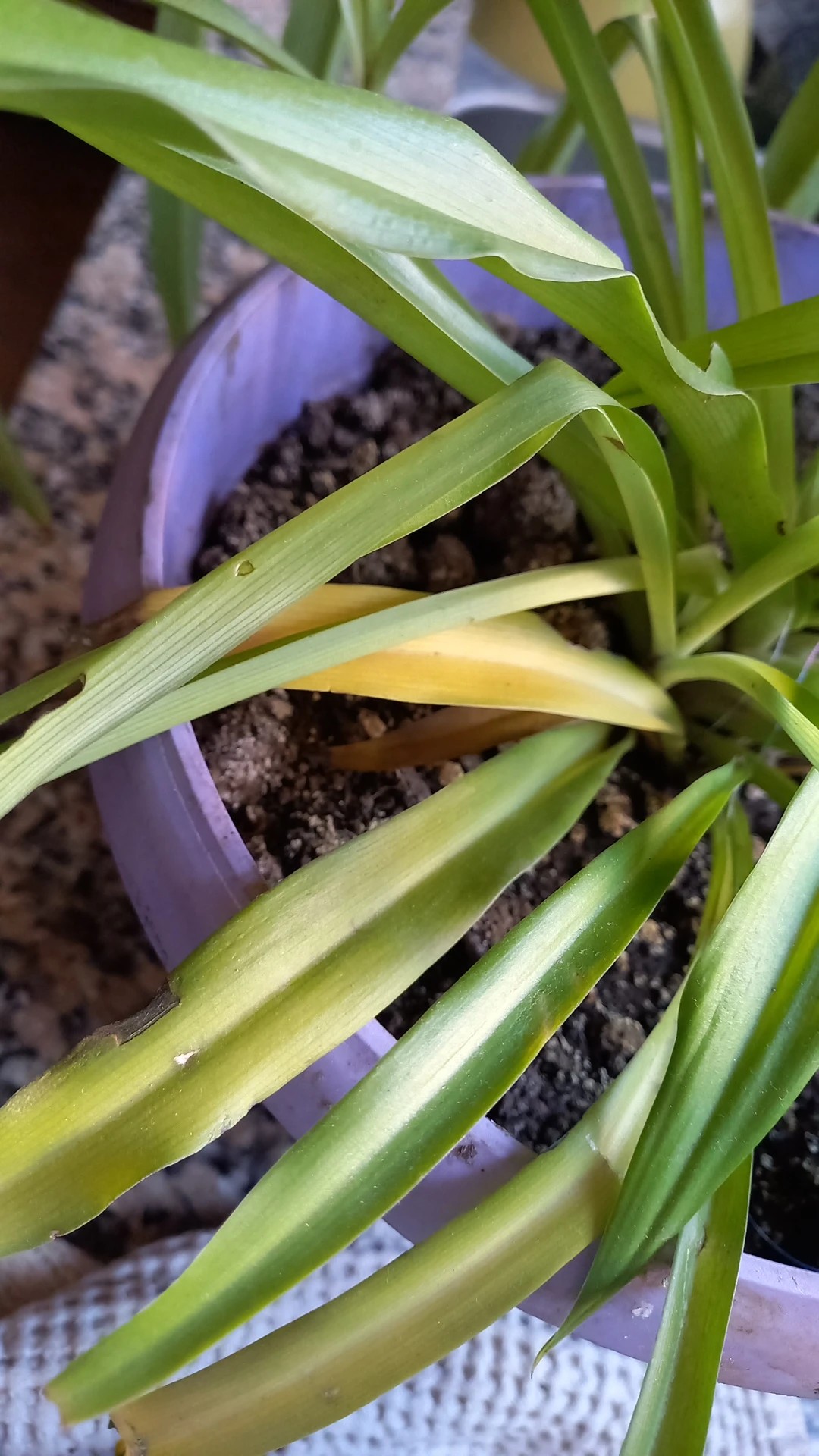 How to Treat Soft Rot Disease on Spider plant?