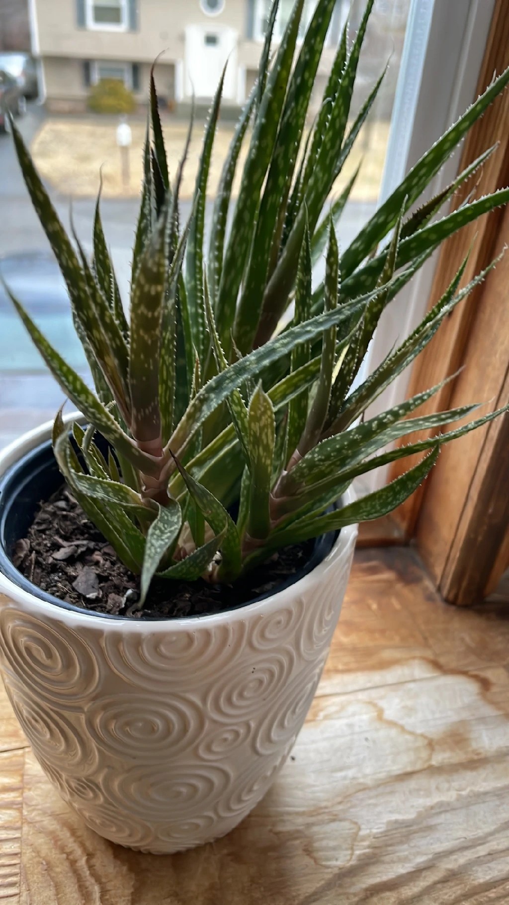 Wie man Grannen-Aloe anbaut und pflegt