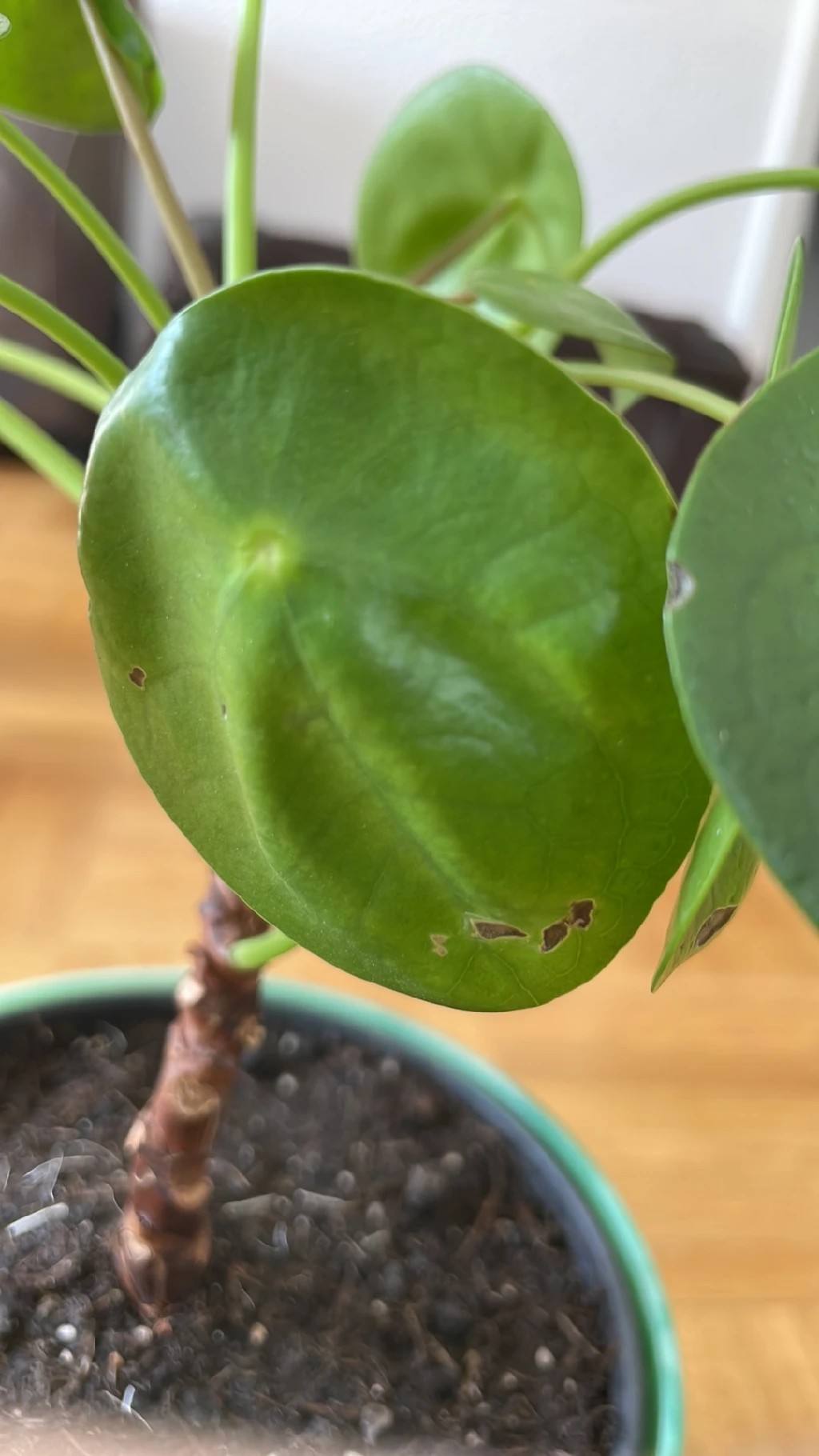 kartoffel annabelle saatgut Kartoffel Annabelle (Salatkartoffel) – Obstkönige