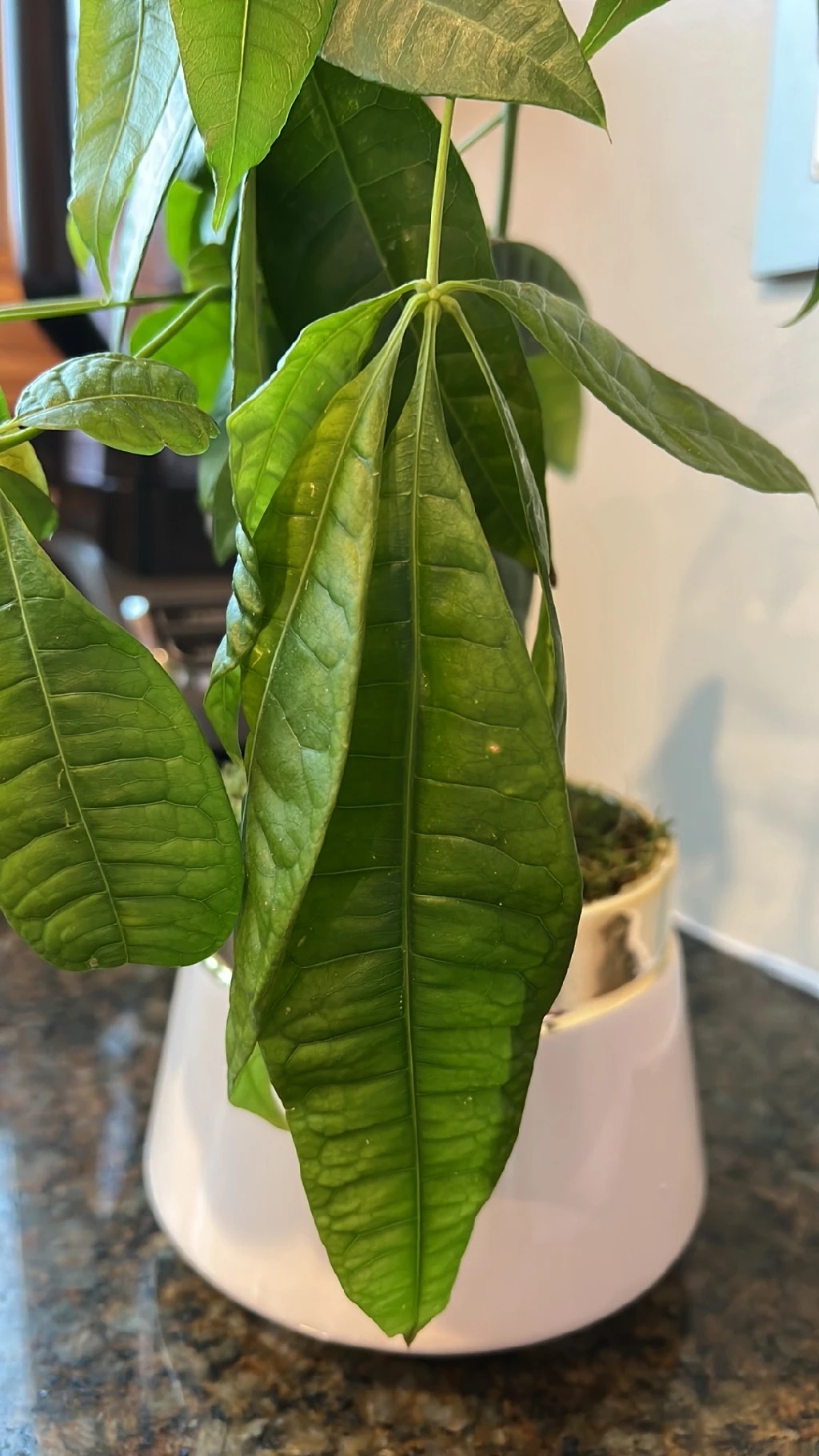 How to Treat Wilting Disease on Money tree?