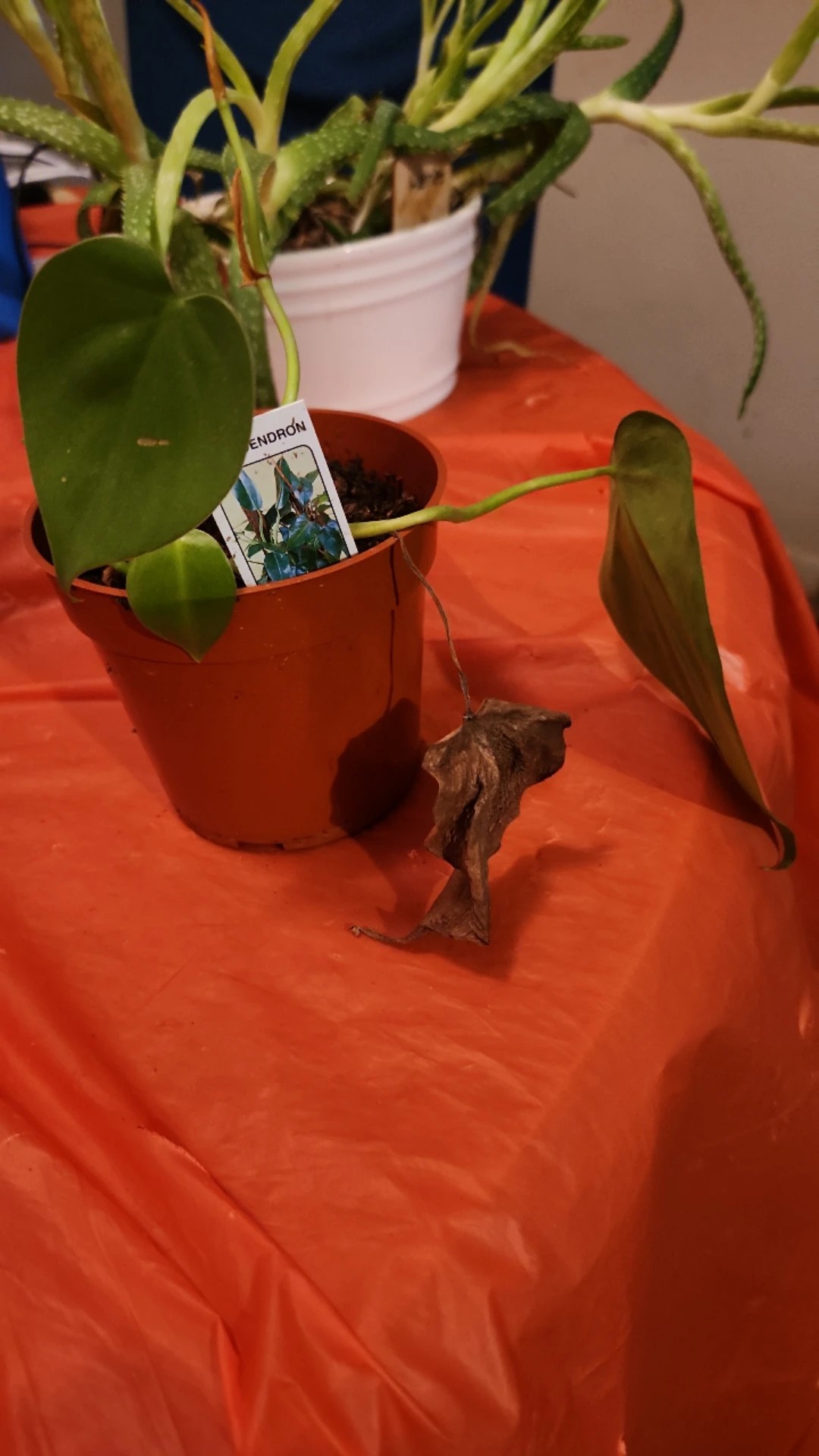 Wie behandelt man die Krankheit Blattfule bei Kletter-Philodendron?