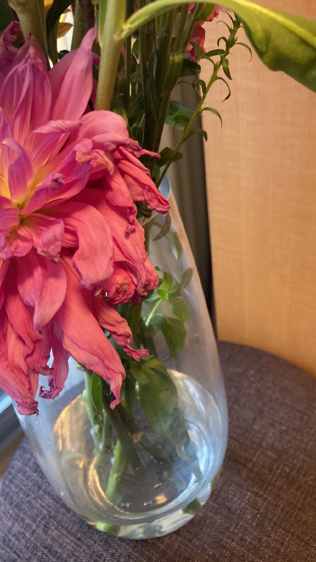 How to Treat flower wilting Disease on Garden dahlia?