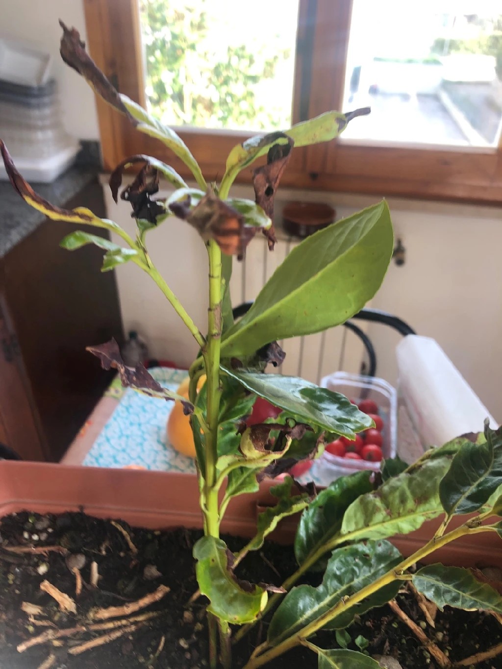 monstera riesig Fensterblatt (Monstera) XXL-Größe kaufen