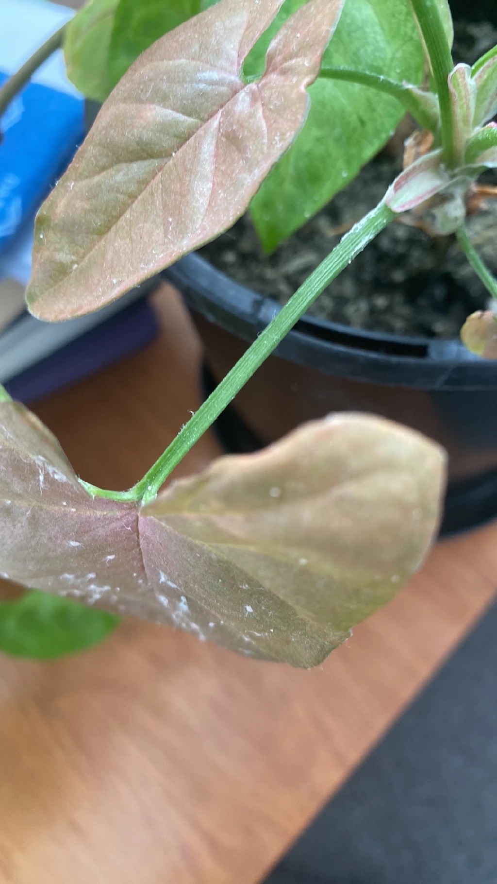 How to Treat Mealybugs Disease on Arrowhead plant?