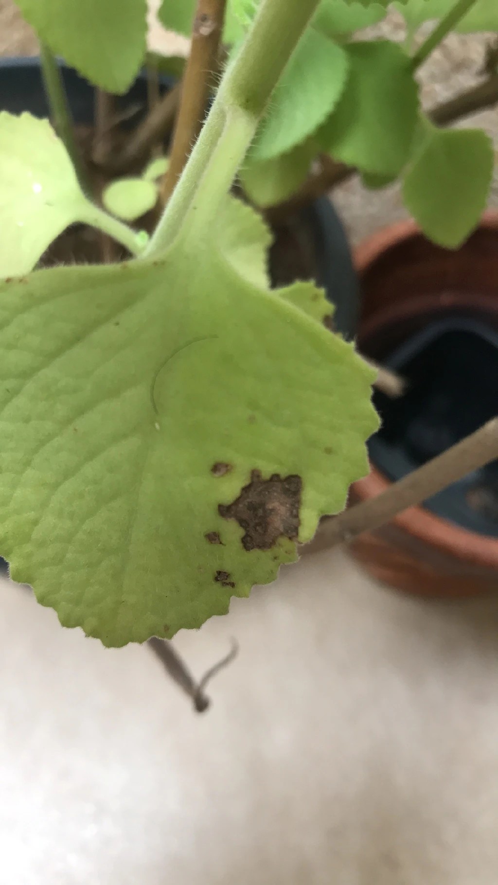 How To Treat Brown Blotch Disease On Mexican Mint how-to-treat-brown-blotch-disease-on-mexican-mint