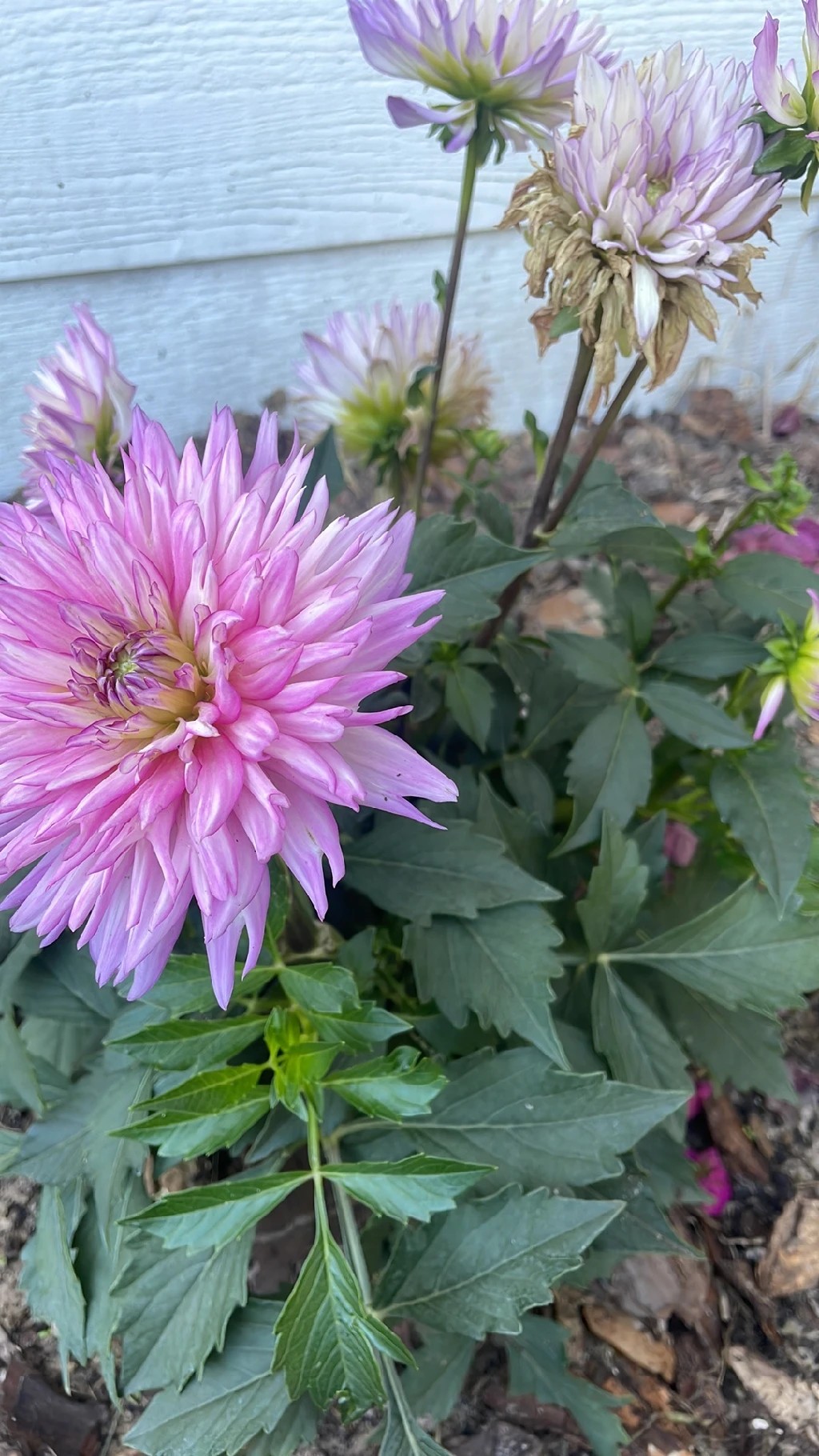 How to Treat flower wilting Disease on Garden dahlia?