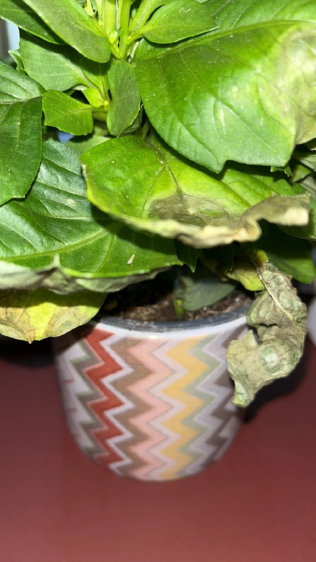 How to Treat flower wilting Disease on Garden dahlia?