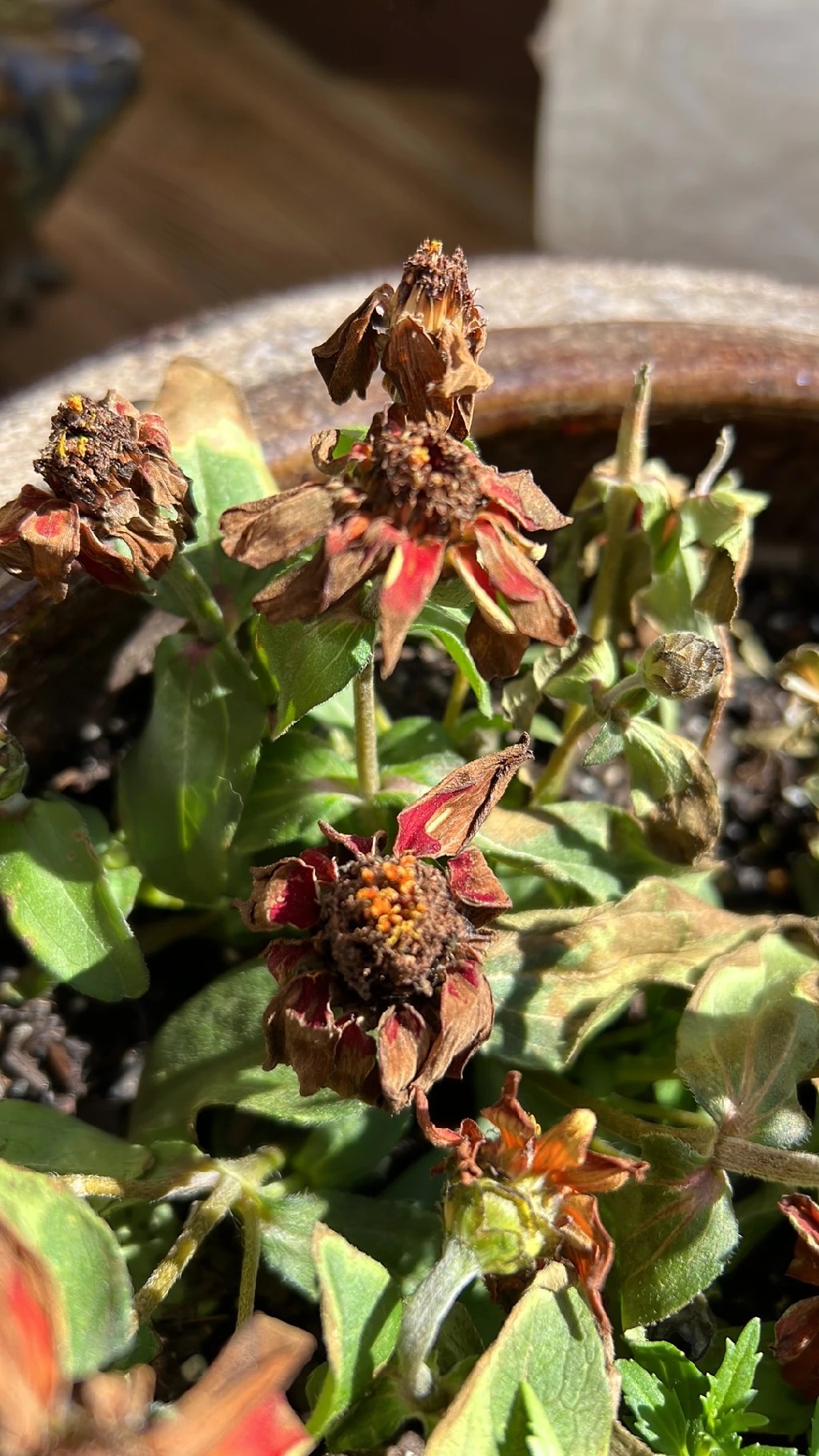 How to Treat Caterpillars Disease on Common zinnia?