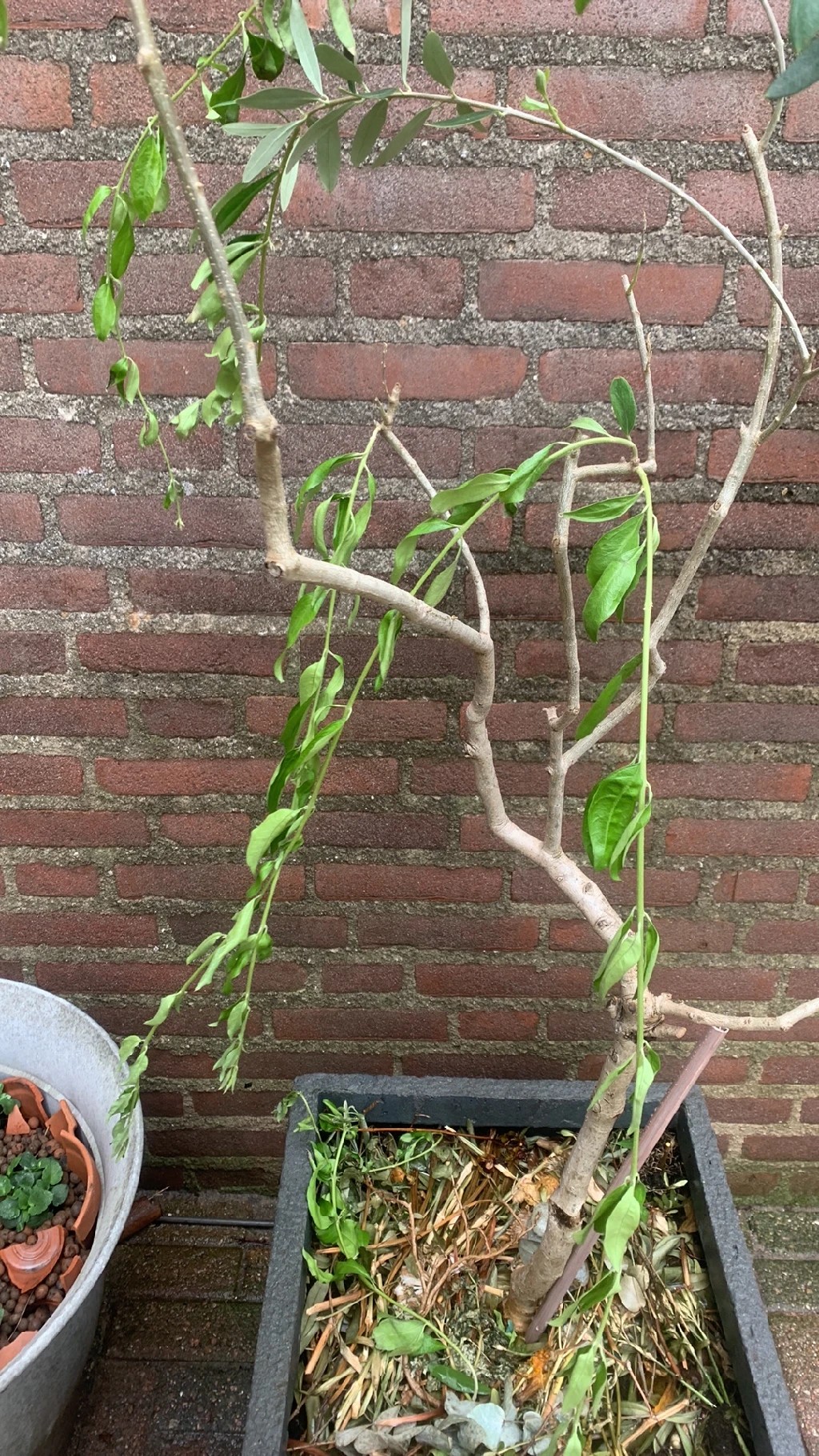How to Treat Wilting Disease on Nightblooming jasmine?