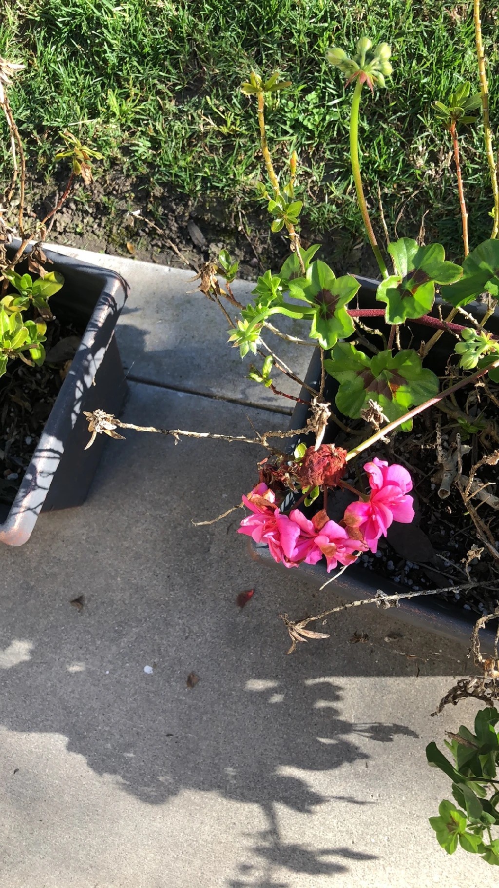 How to Treat flower wilting Disease on Ivy geranium?