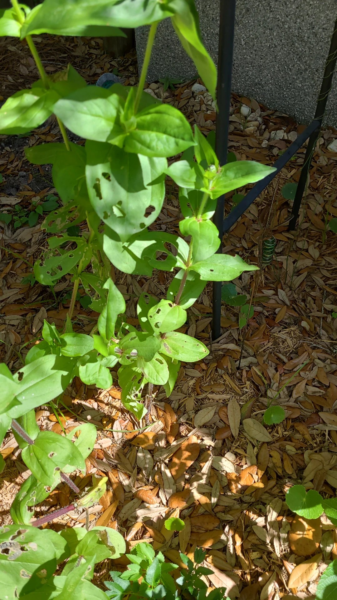 How to Treat Caterpillars Disease on Common zinnia?