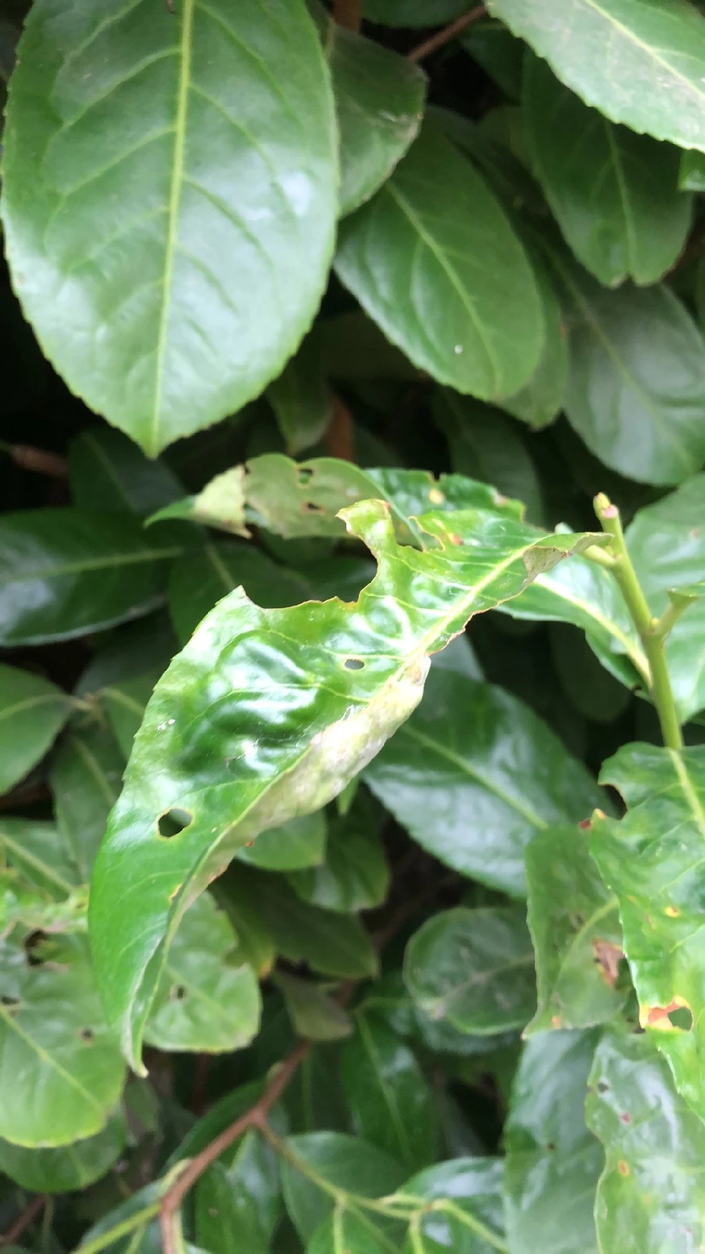 philodendron bipennifolium violin Golden Violin Philodendron - 4