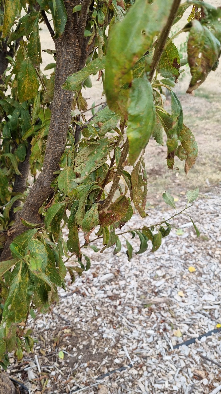 How to Treat Wilting Disease on European plum?