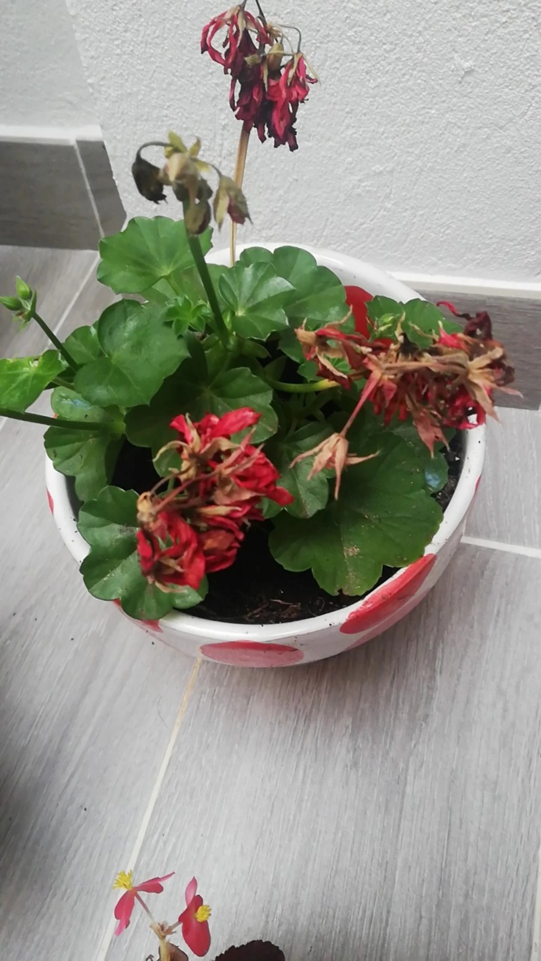How to Treat flower wilting Disease on Ivy geranium?