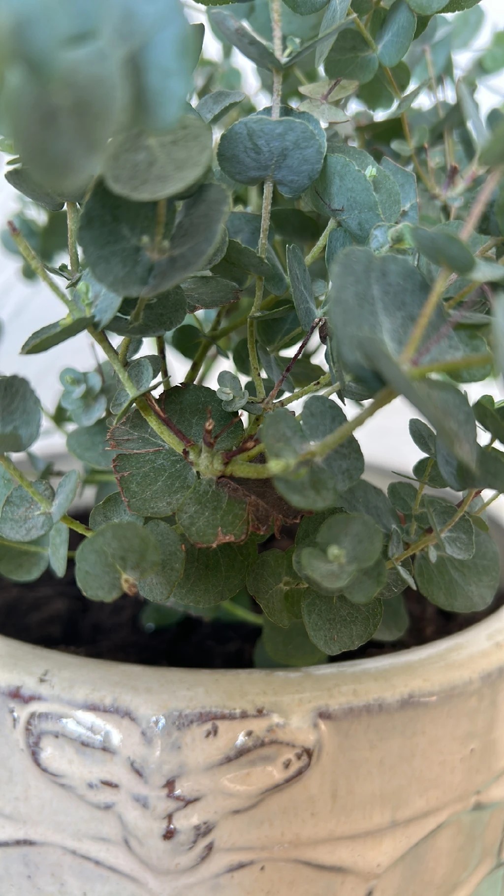 Wie behandelt man die Krankheit Braune Flecken bei Gunns Eukalyptus?