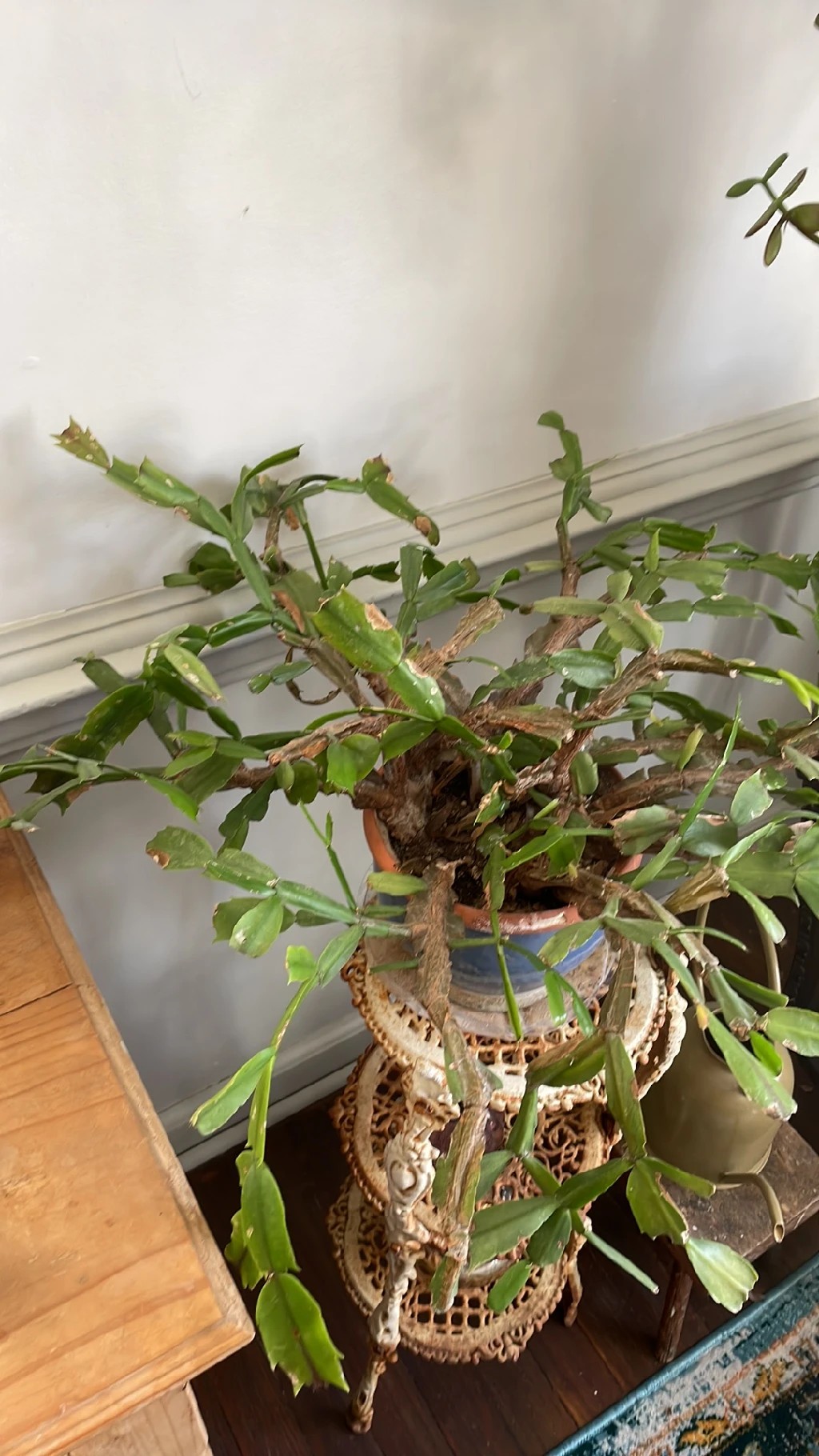 pflege bromelie guzmania Kaufen Sie jetzt Zimmerpflanze 2x Bromelie Guzmania 'Optima' grün-rot main image 0