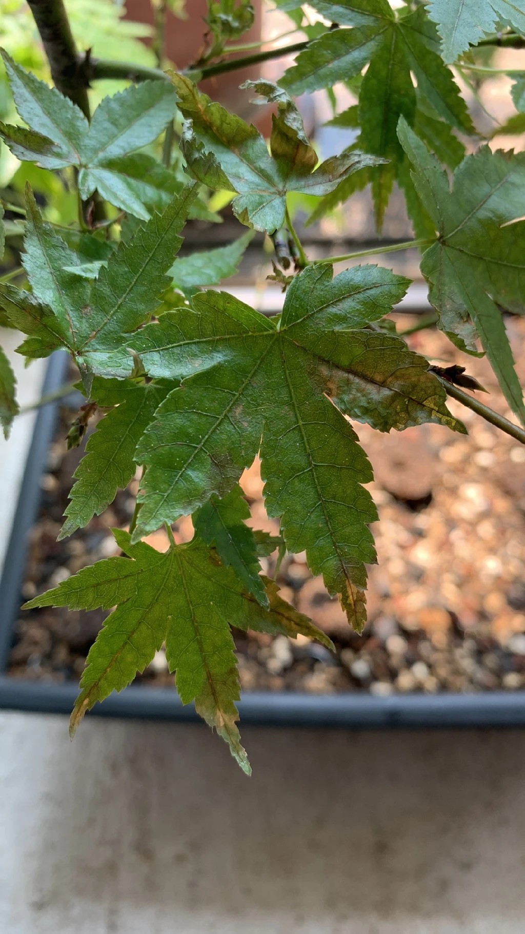 モミジの葉 赤と黄色 乾燥 モミジの葉 赤と黄色 乾燥